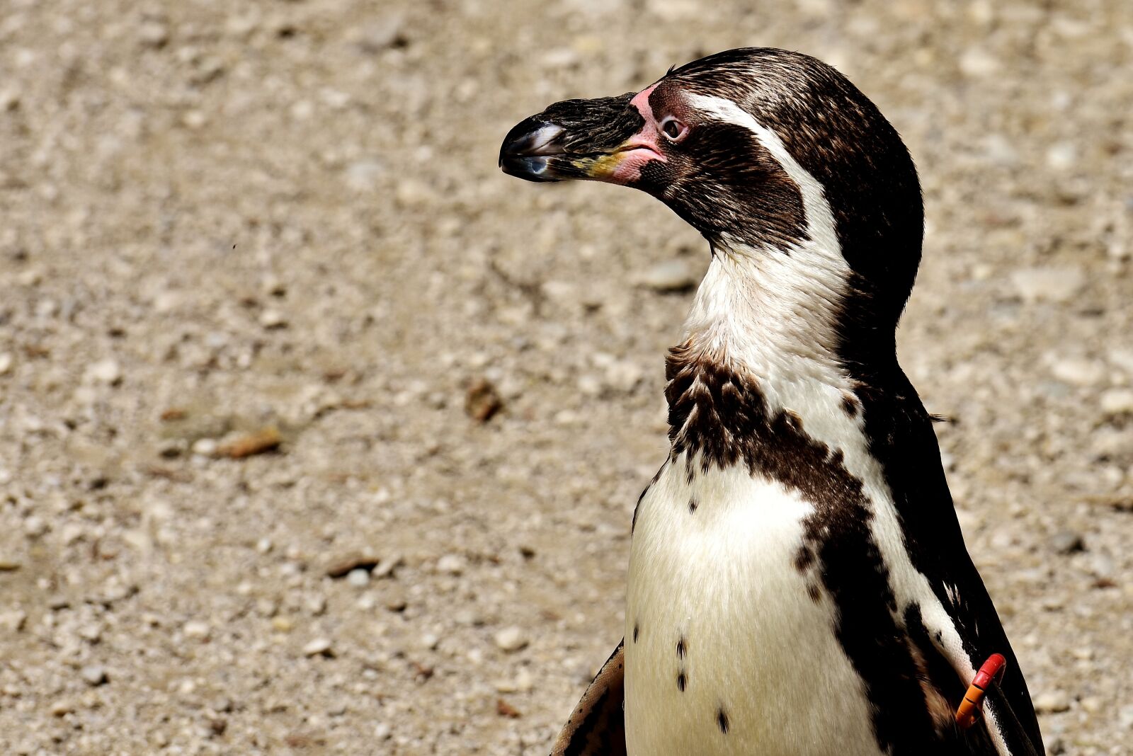 Nikon D7200 sample photo. Penguin, animal, animal world photography