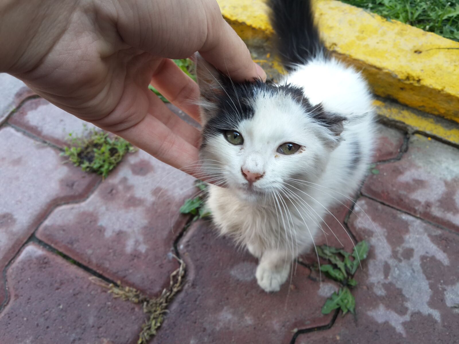 Samsung Galaxy S4 sample photo. Cat, cute, animals, poor photography
