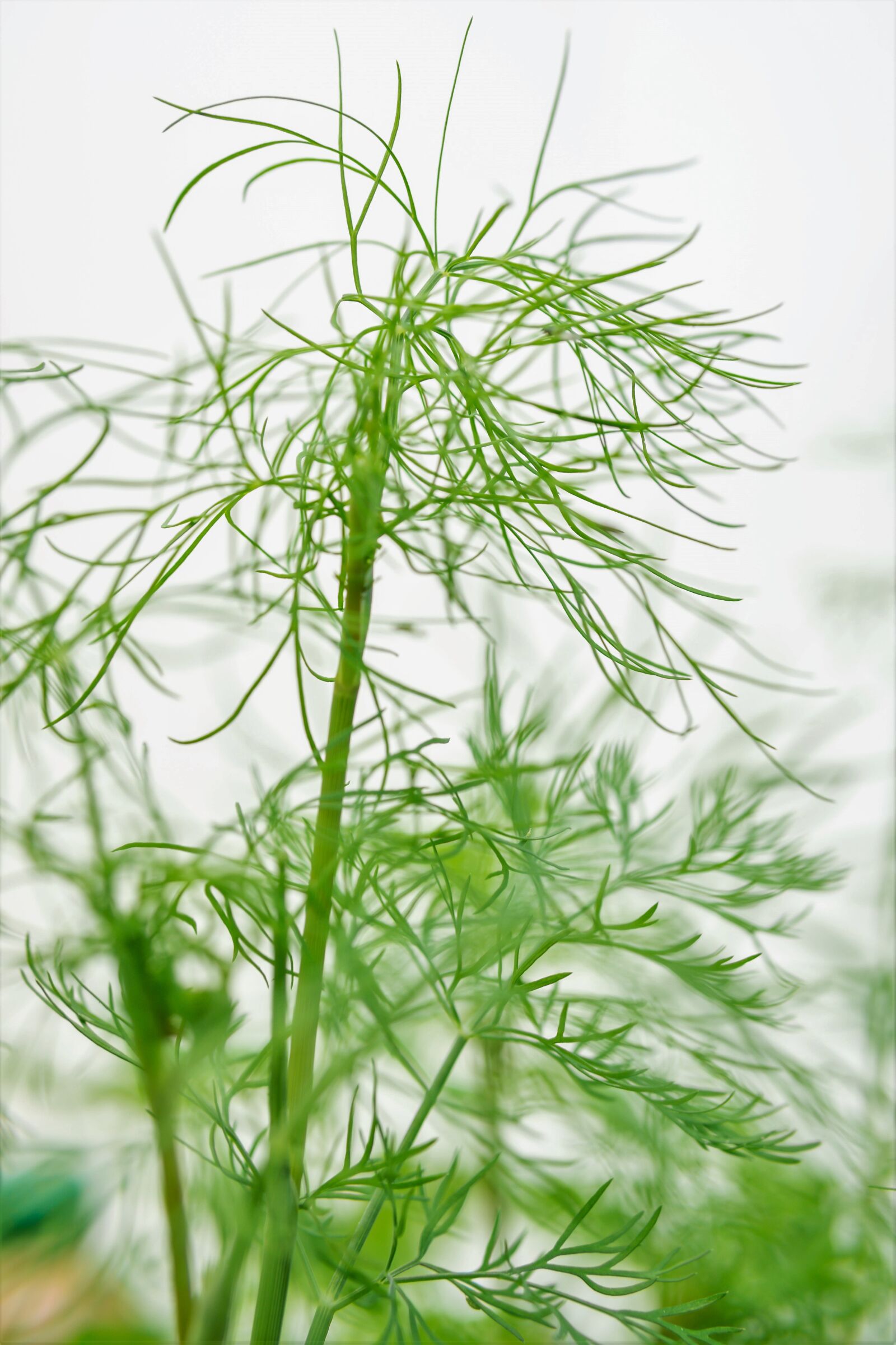 30mm F1.4 DC DN | Contemporary 016 sample photo. Dill, spice, garden photography