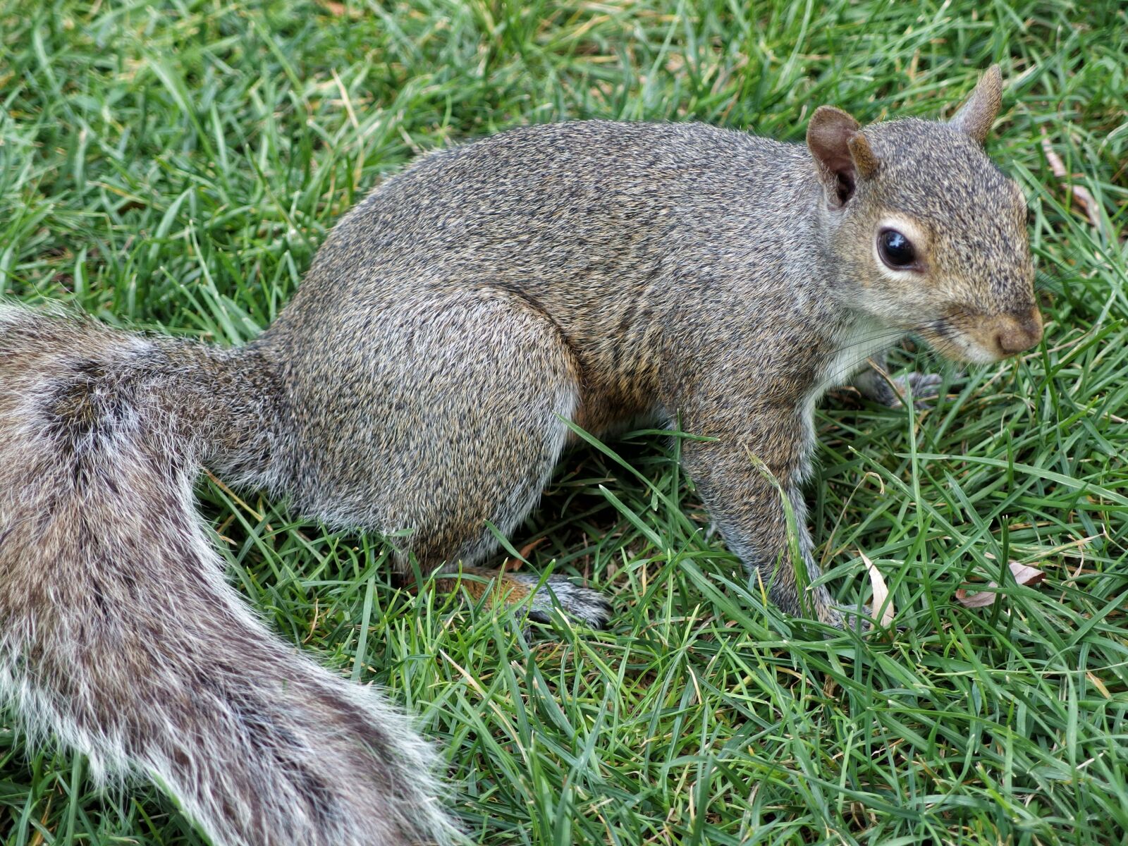Olympus XZ-2 iHS sample photo. Squirrel, nature, rodent photography