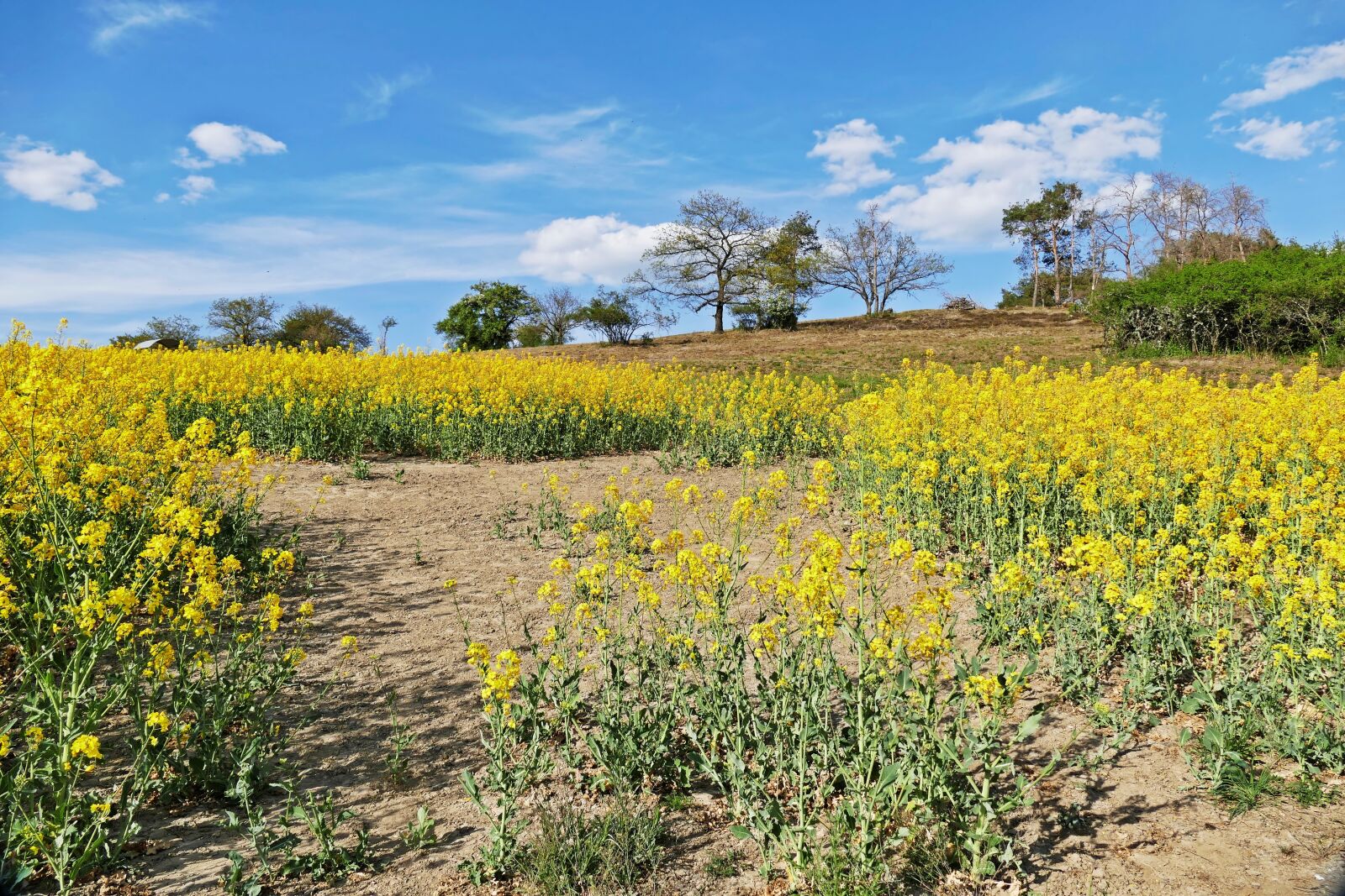 Panasonic Lumix DMC-FZ1000 sample photo. Oilseed rape, trees, landscape photography