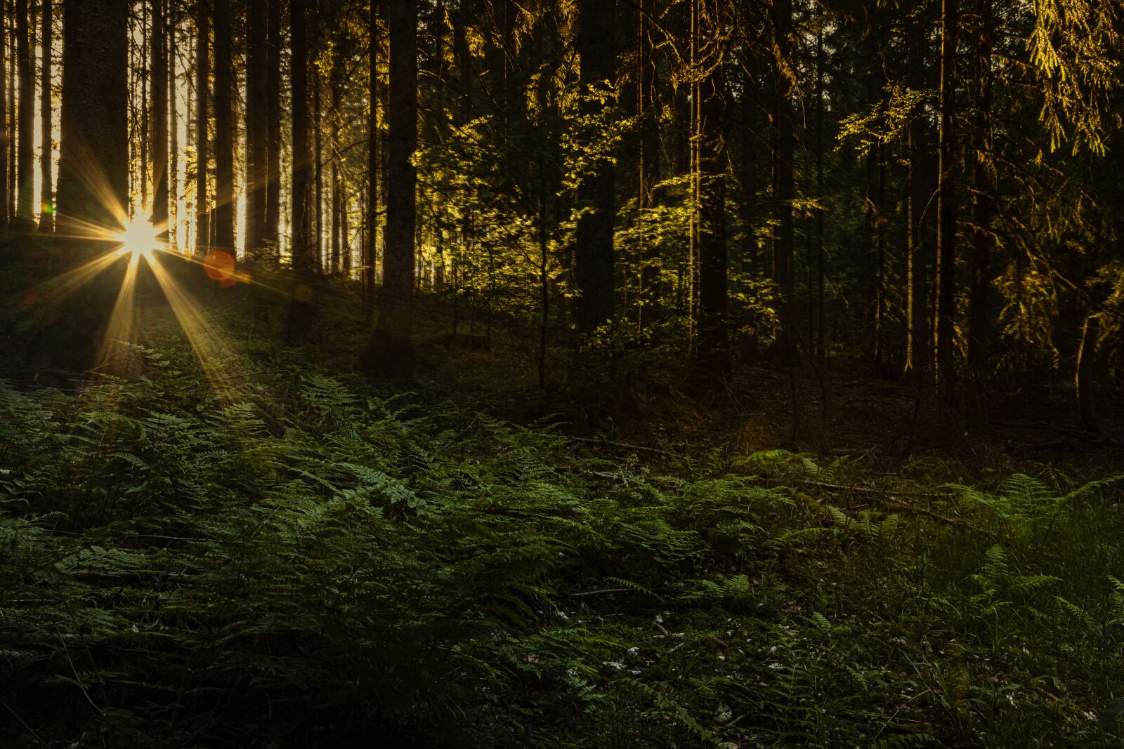 Canon EOS 5D Mark IV sample photo. Sunset, black forest, mystic photography