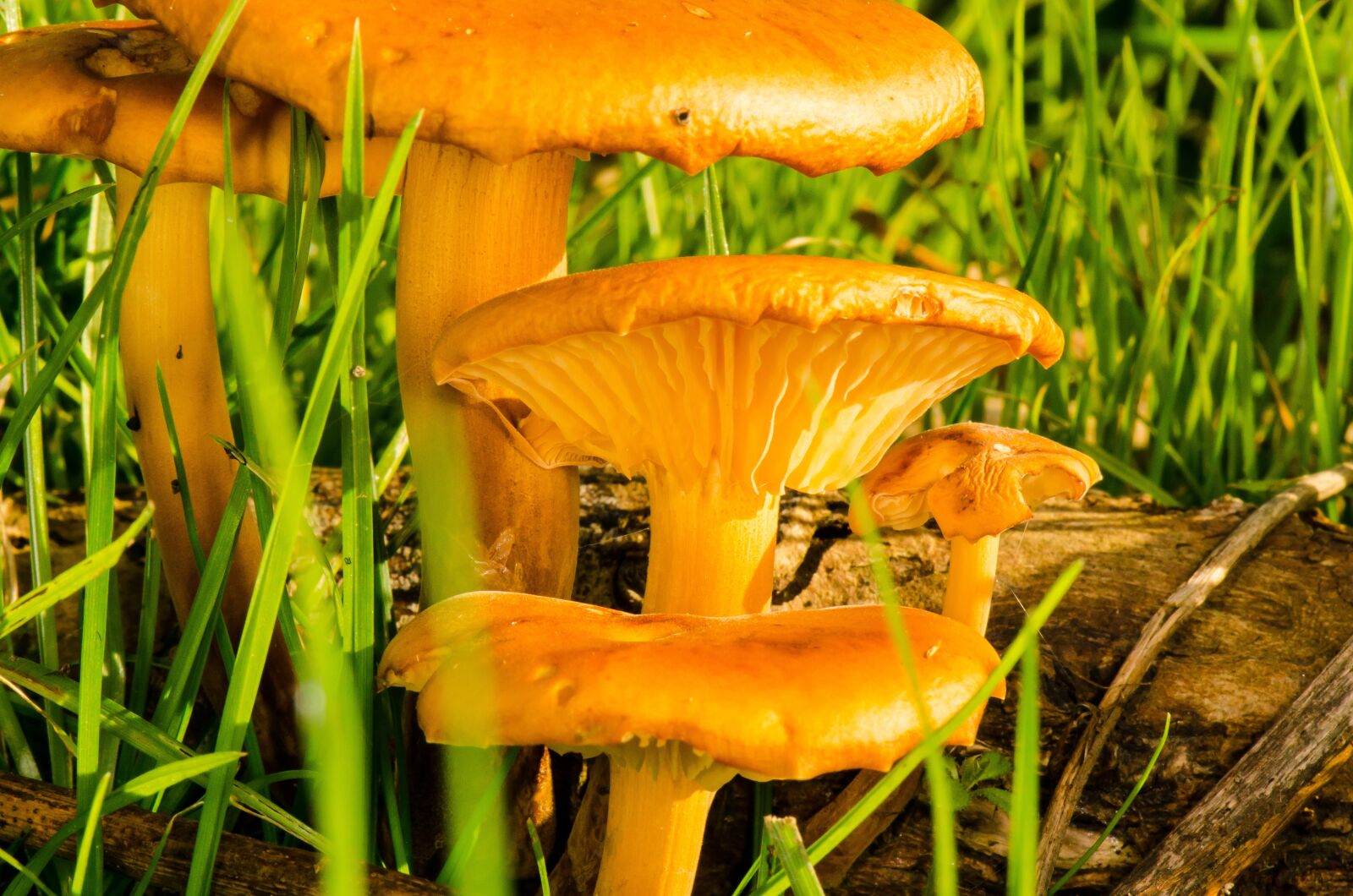 Nikon D7000 sample photo. Toadstool, mushroom, nature photography