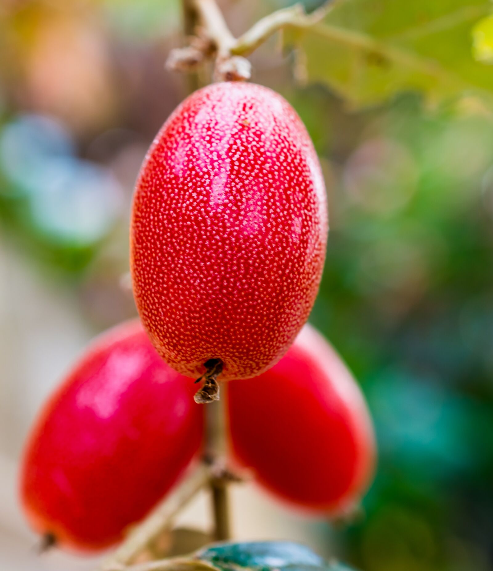 Nikon D5200 sample photo. Berries, fruit, red photography