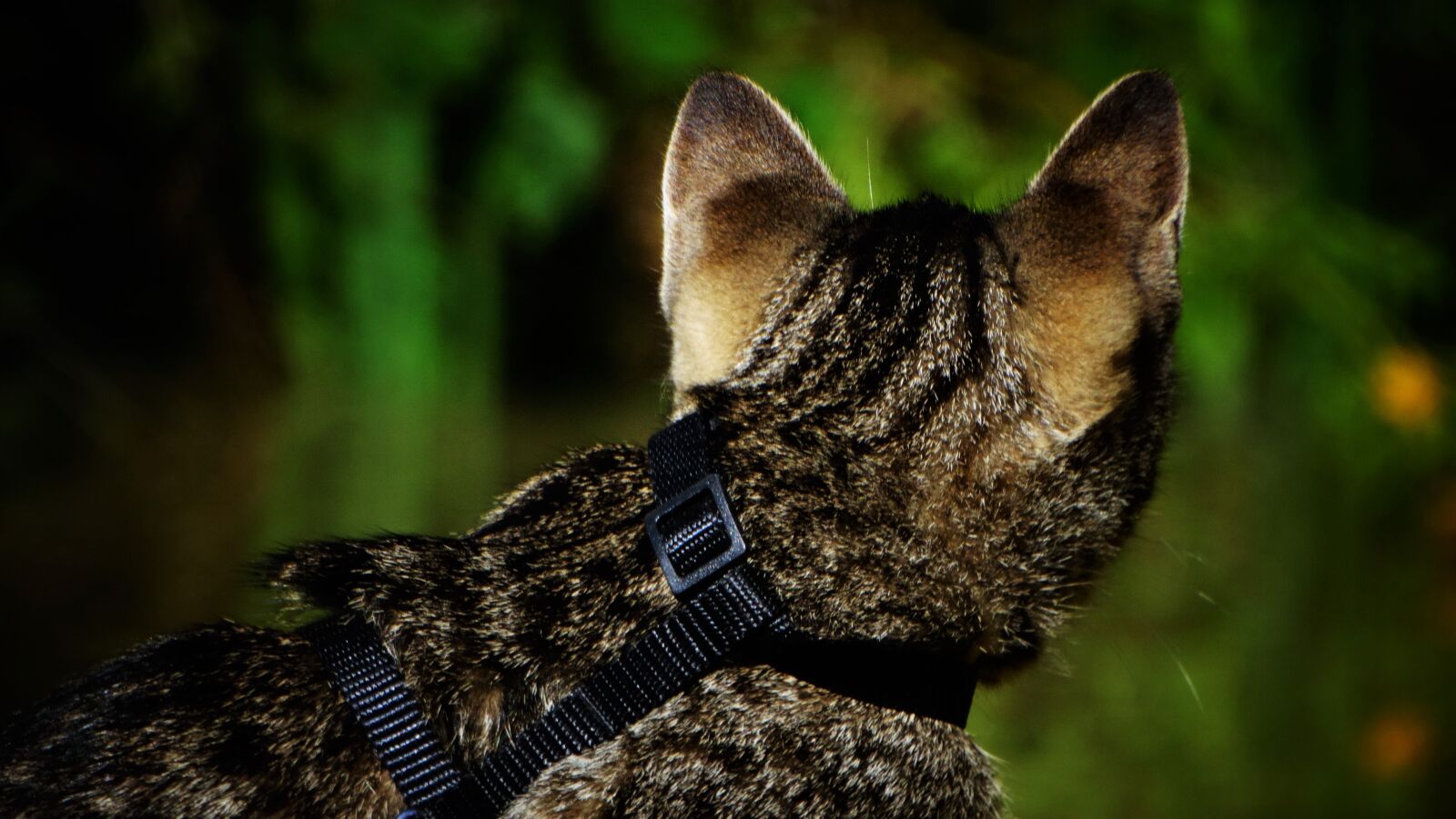 Sony Cyber-shot DSC-HX300 sample photo. Cat, kitten, leash photography