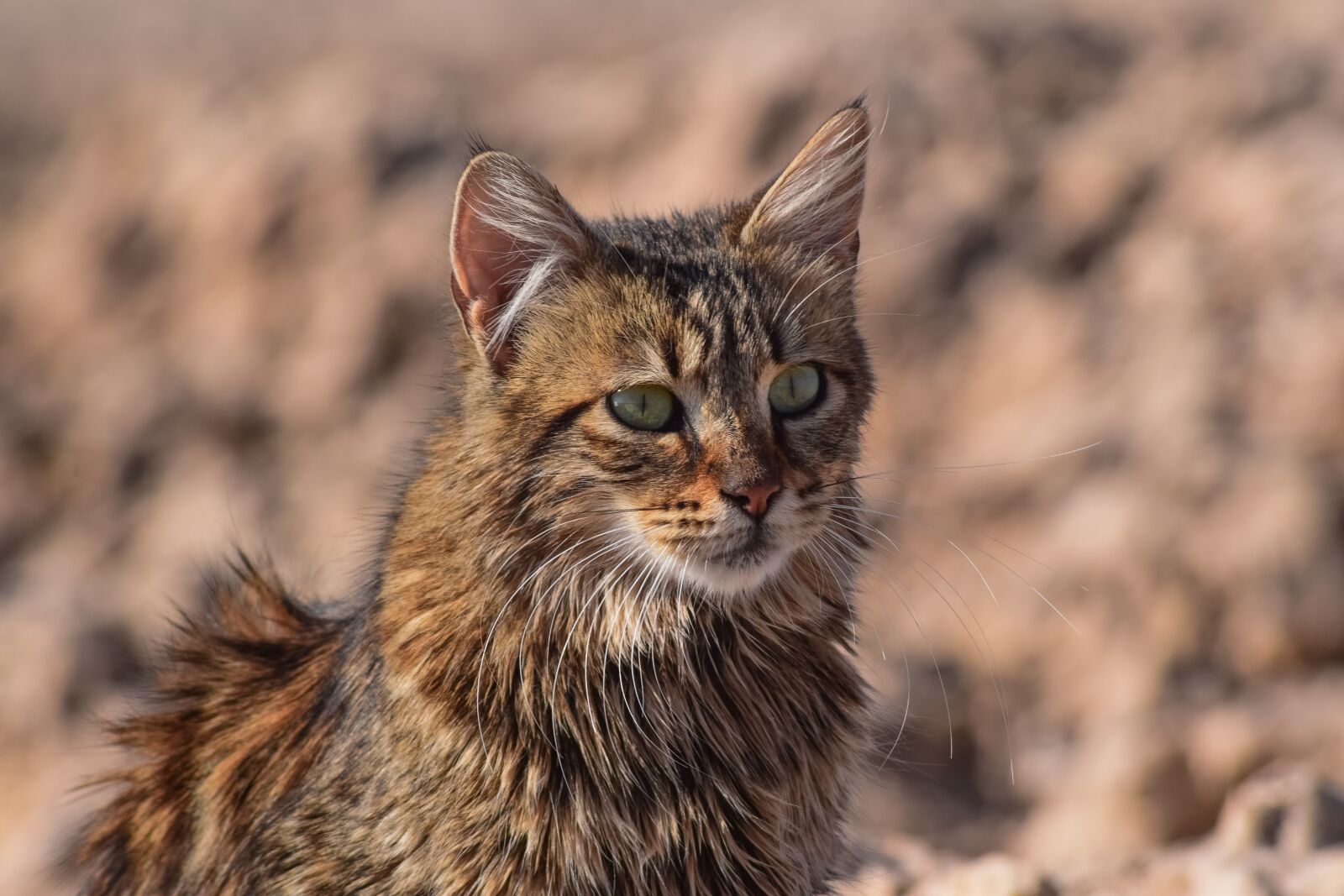 Nikon D3300 sample photo. Cat, stray, animal photography