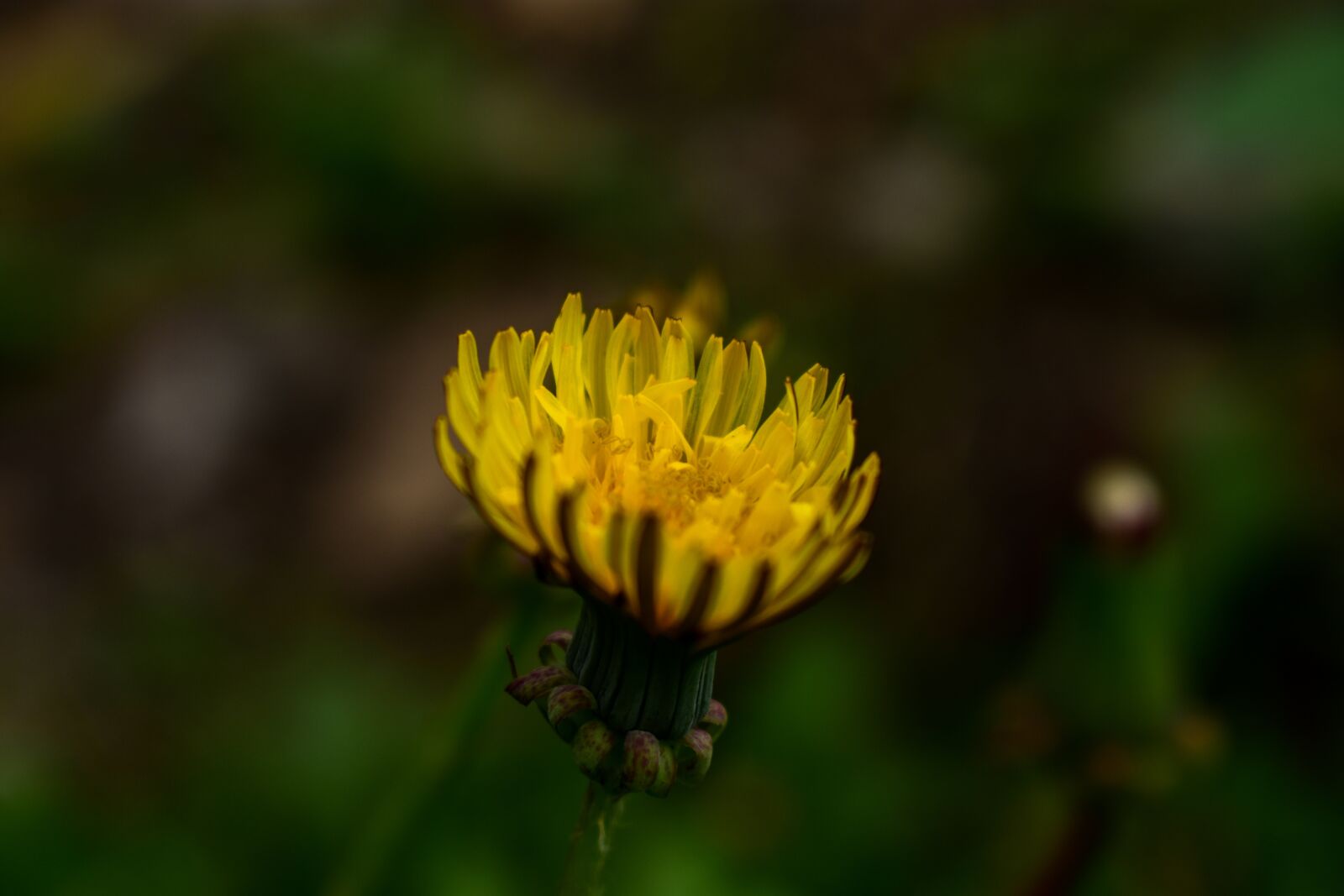 Nikon D3400 sample photo. Nature, flower, outdoors photography