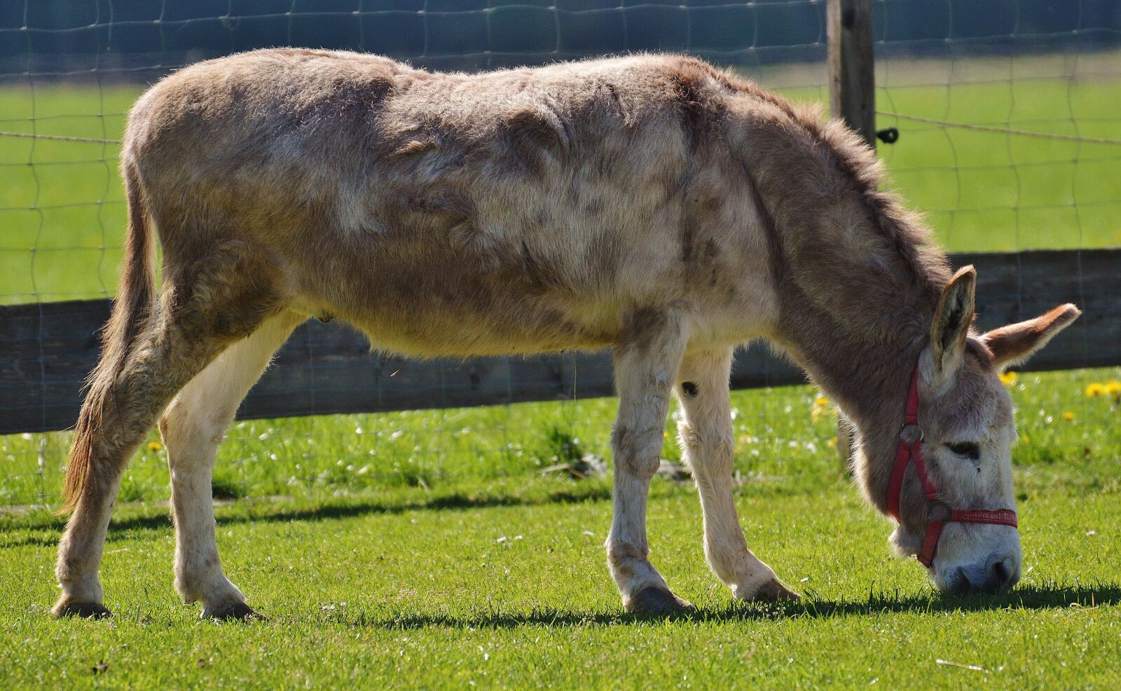 Nikon D3200 sample photo. Donkey, animal, nature photography