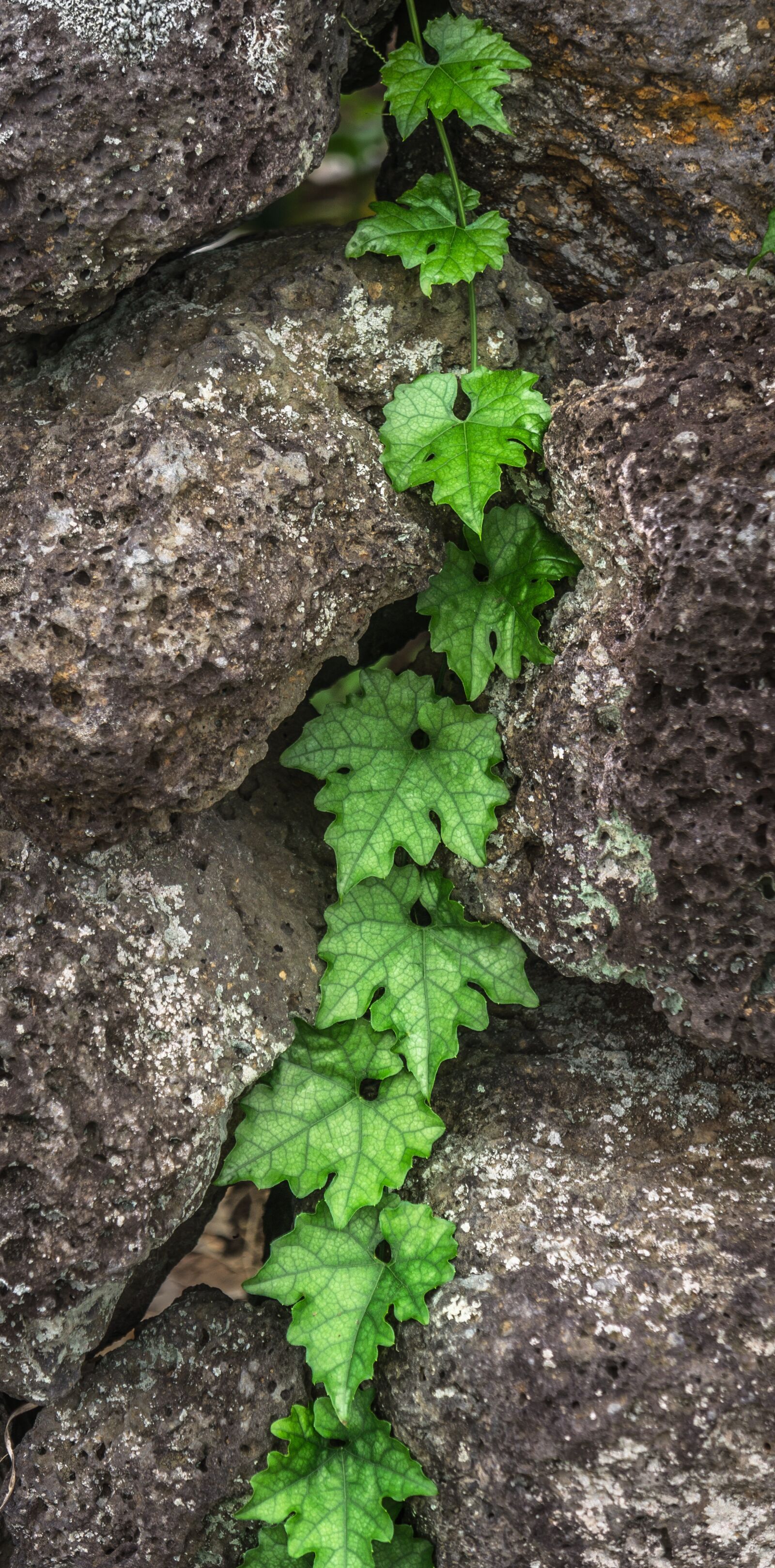 Sony Alpha NEX-5N sample photo. Ivy, plants, nature photography