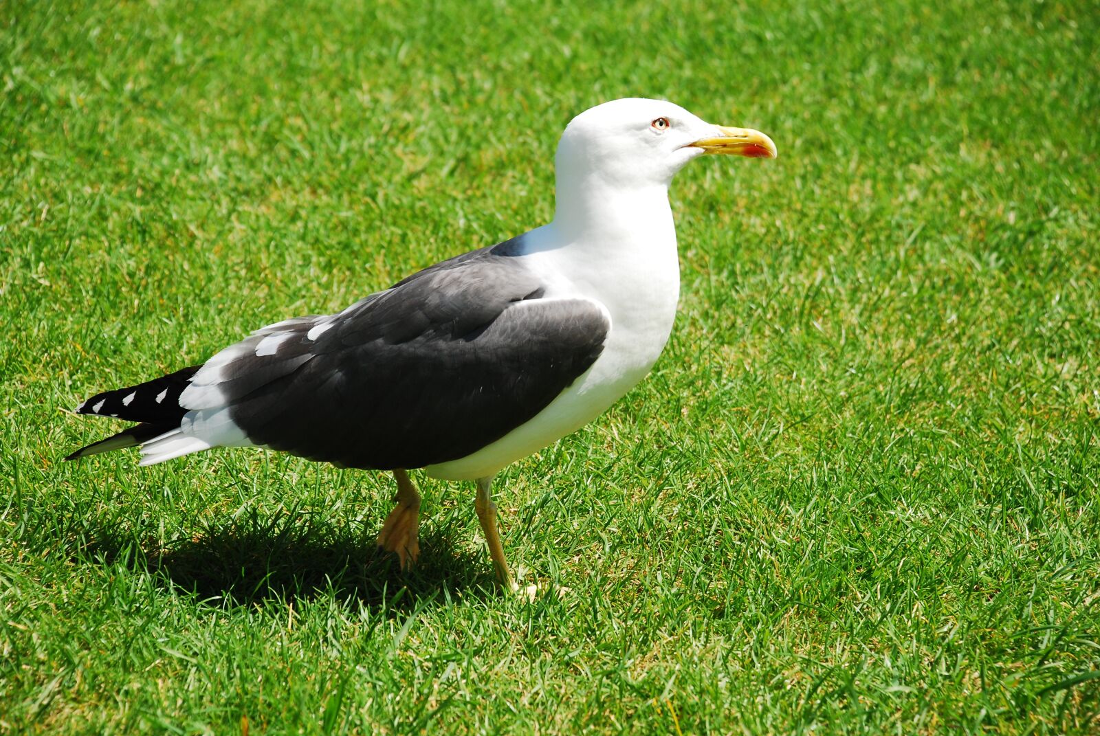 Nikon D80 sample photo. Seagull, bird, seevogel photography
