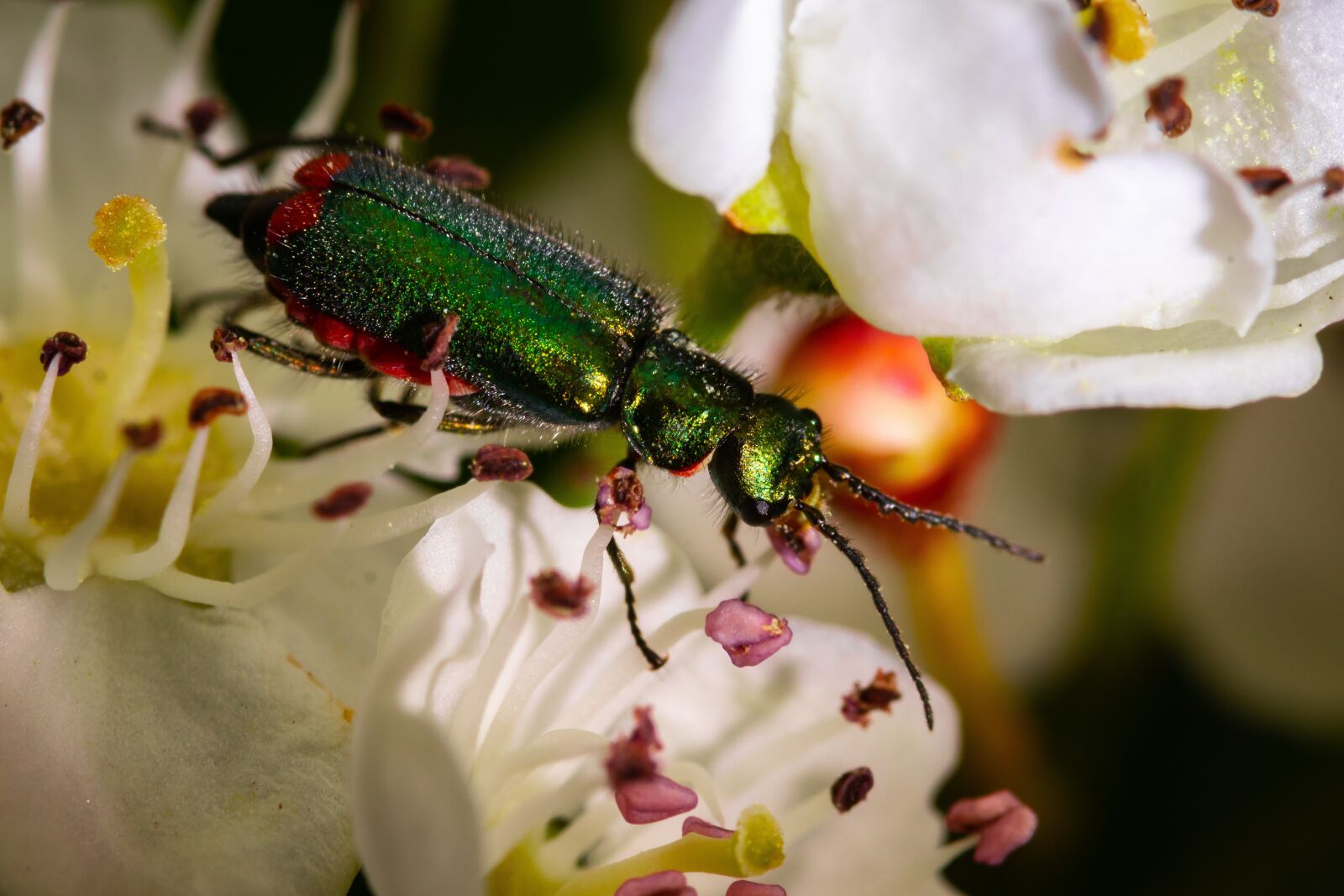 Canon EOS 80D sample photo. Flower, nature, insect photography