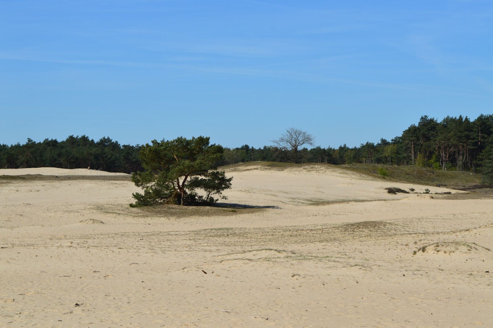Nikon D3200 sample photo. Otterlo, veluwe, sand dunes photography