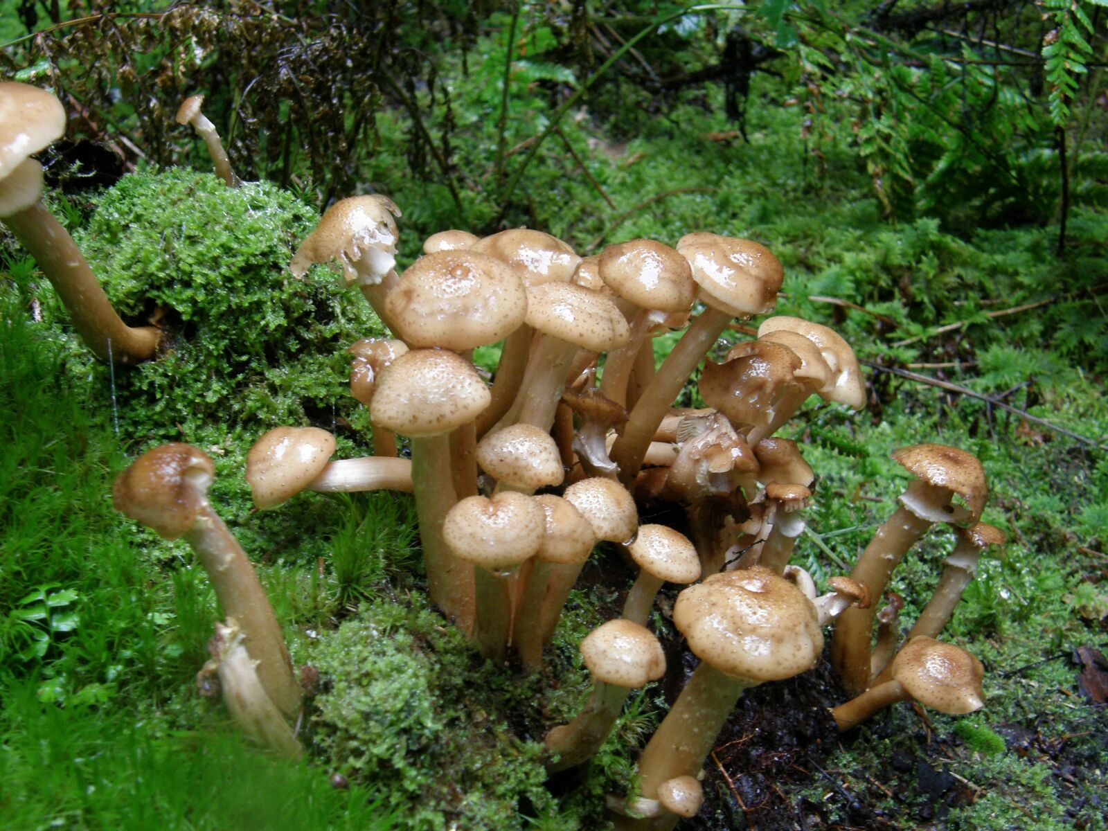 Olympus SP560UZ sample photo. Mushrooms, forest, moss photography