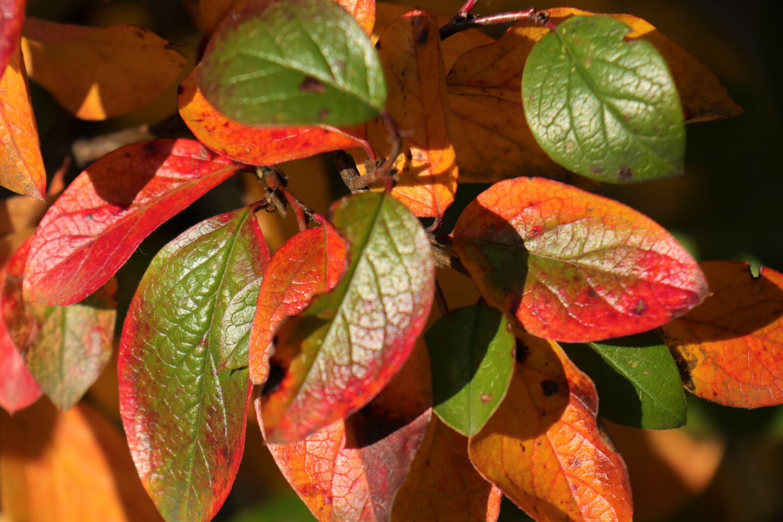 Canon EOS M6 sample photo. Colors, autumn, foliage photography