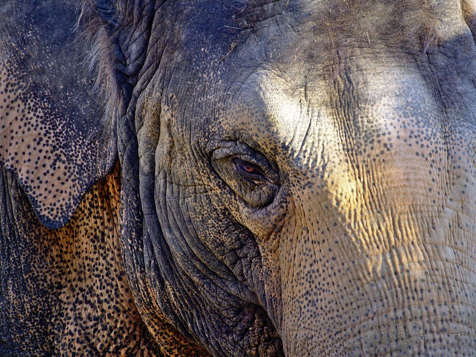 Olympus OM-D E-M5 sample photo. Elephant, head, portrait photography