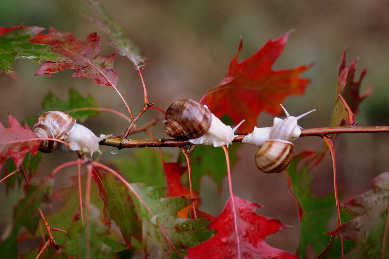 Canon EOS 700D (EOS Rebel T5i / EOS Kiss X7i) + Canon EF 85mm F1.8 USM sample photo. Snails, leaves, red photography