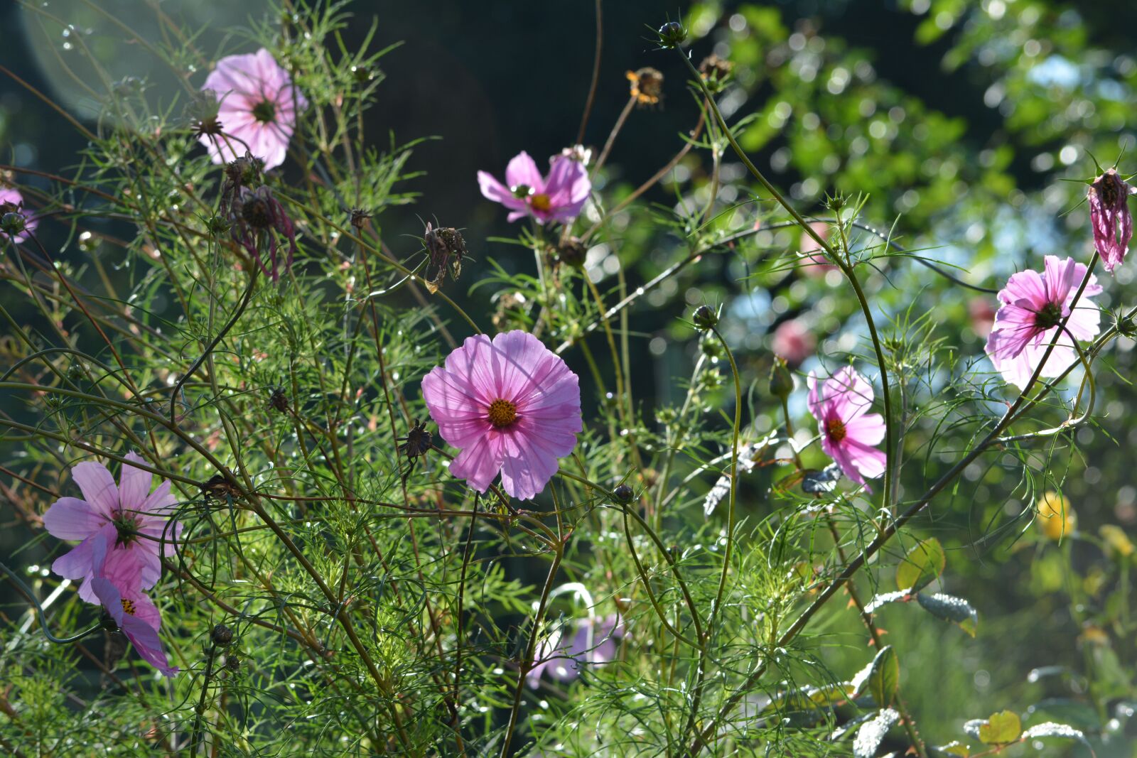 Nikon D5200 sample photo. Flower, pink, garden photography