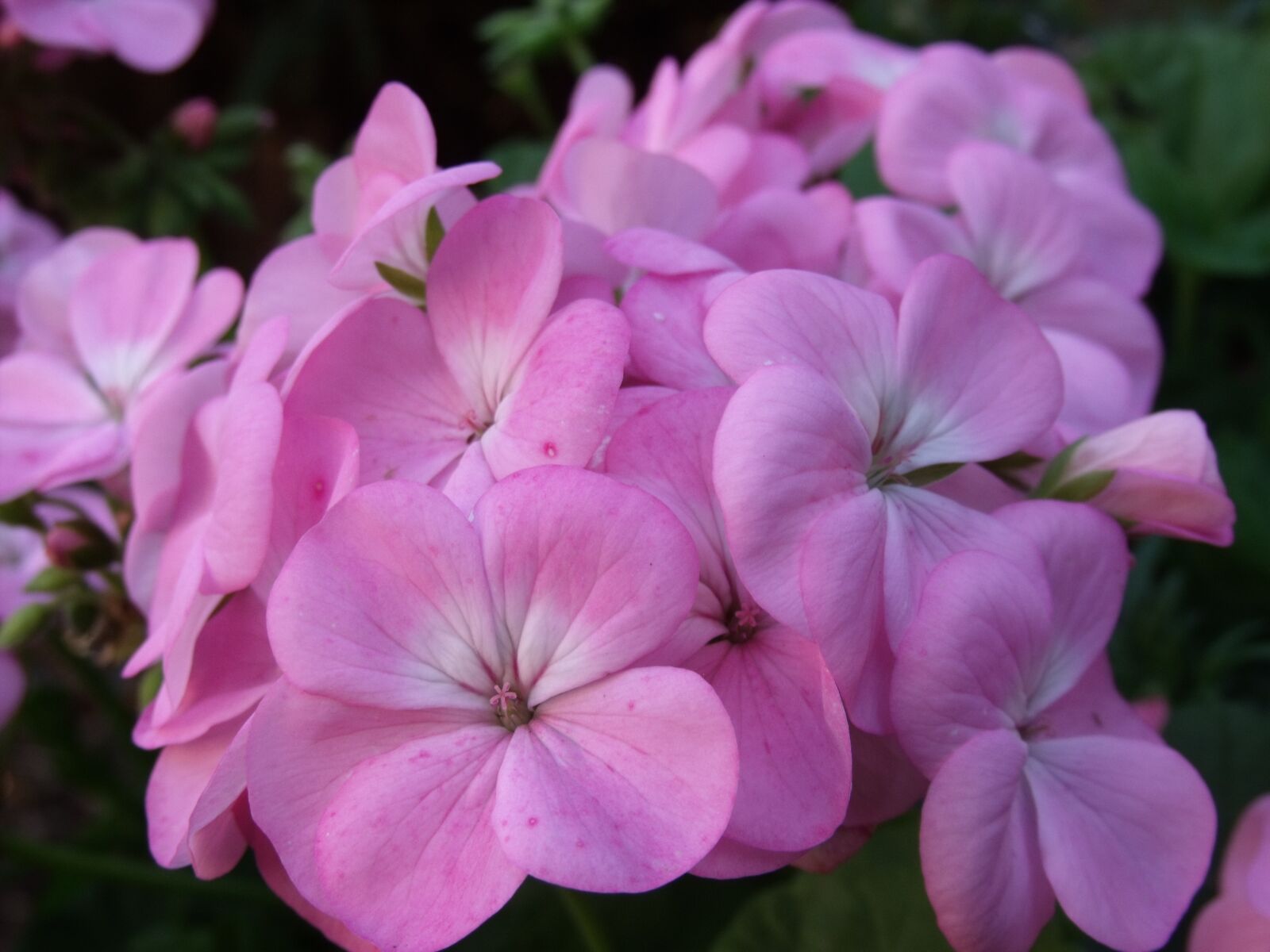 Fujifilm FinePix S1500 sample photo. Geranium, pink, flower photography