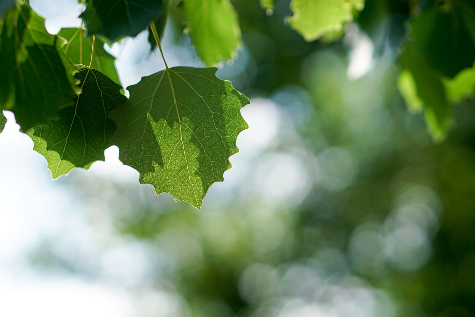 E 50mm F1.8 OSS sample photo. Leaves, tree, light photography