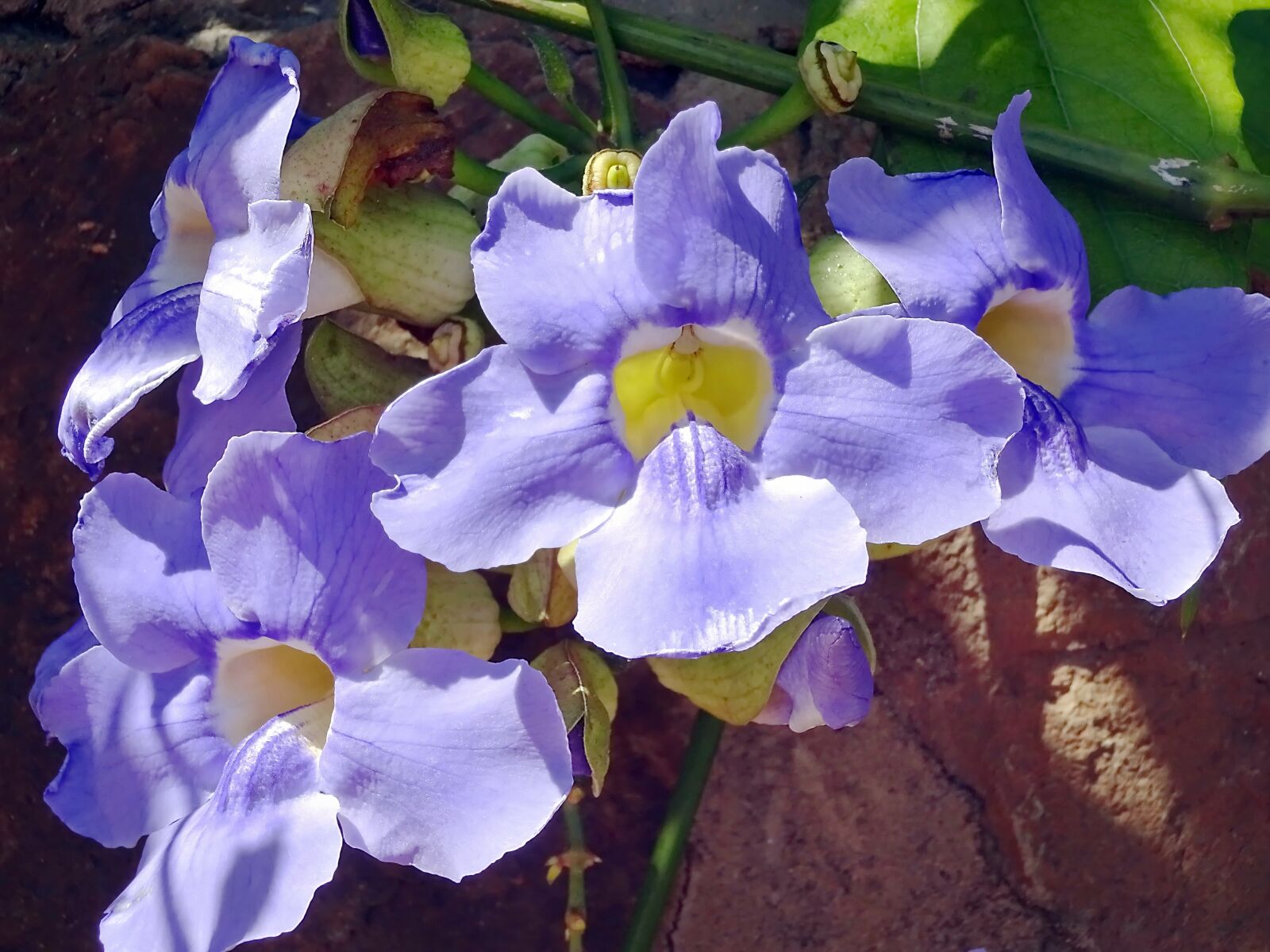 Sony Cyber-shot DSC-WX220 sample photo. Thunbergia, thunbergia gandiflora, flower photography