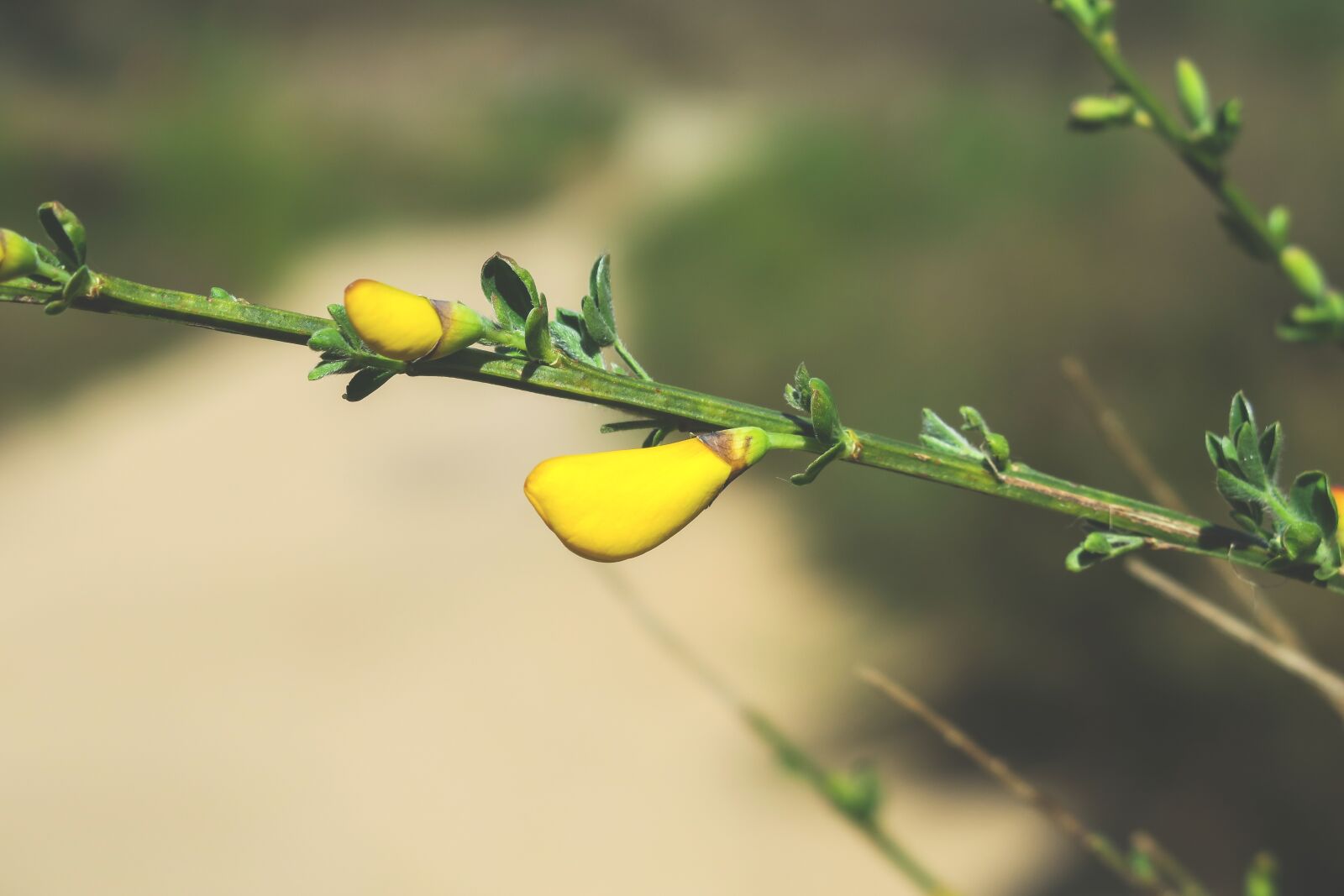 Canon PowerShot G3 X sample photo. Broom, gorse blossom, bud photography
