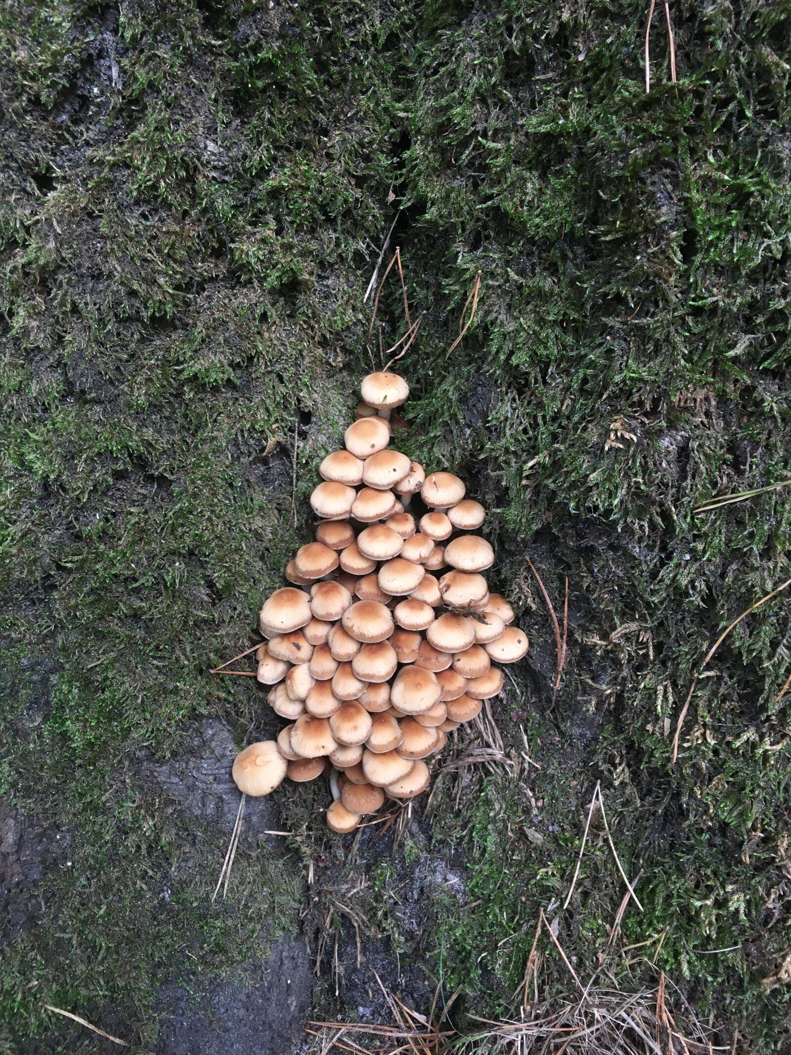 Apple iPhone SE (1st generation) sample photo. Fungi, autumn, nature photography