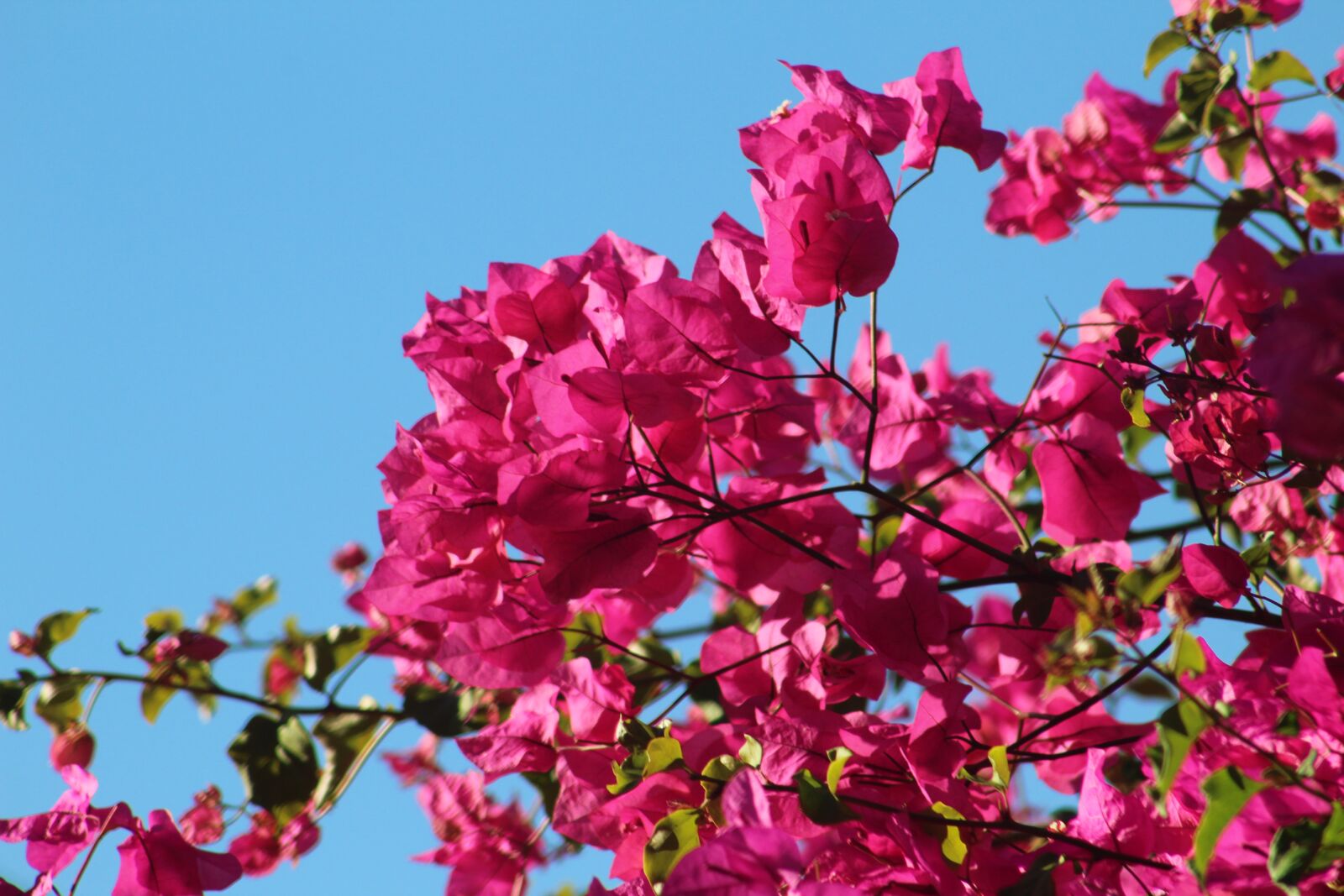 Canon EF75-300mm f/4-5.6 sample photo. Bougainvillea, pink flowers, pink photography