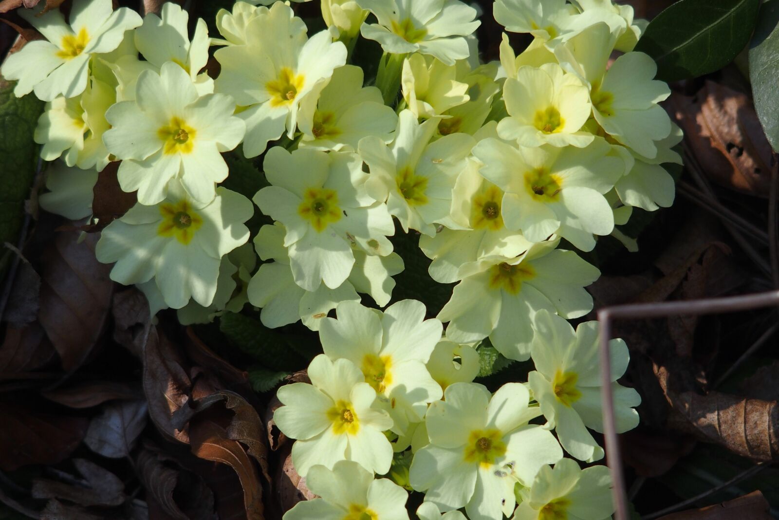 Olympus STYLUS1 sample photo. Spring, primrose, plant photography