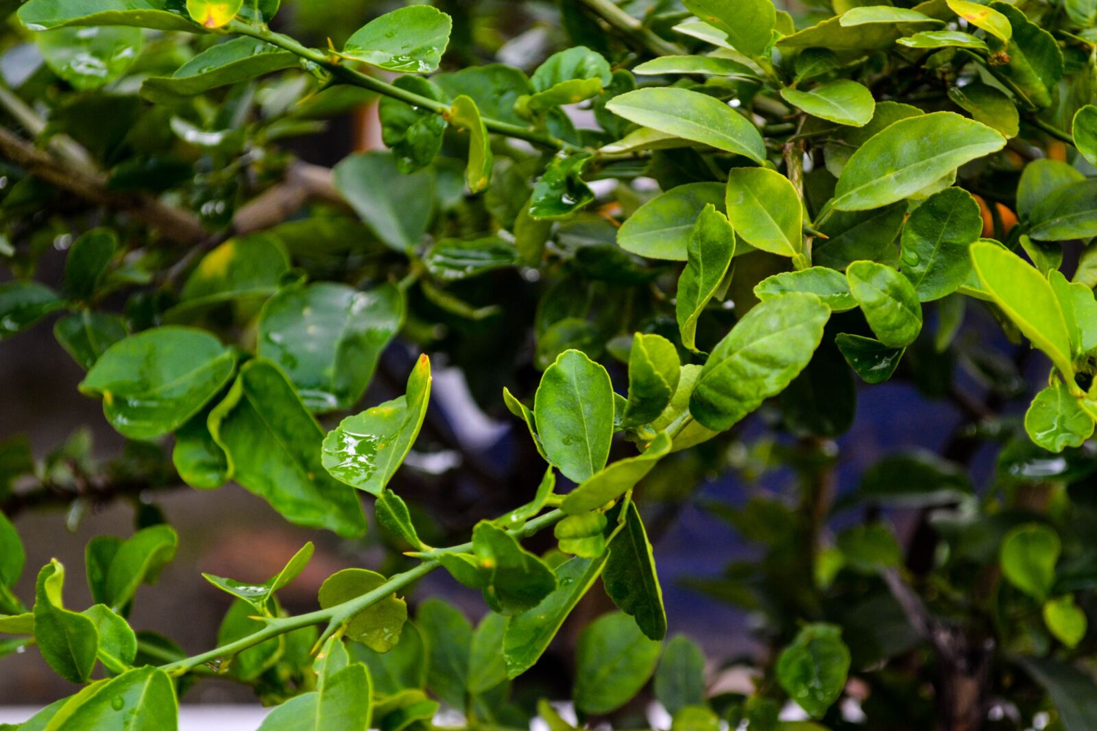 Nikon D3100 sample photo. Lemon leaves, plant, leaf photography