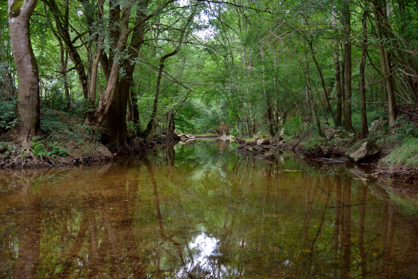 Nikon D750 sample photo. Water, trees, landscape photography