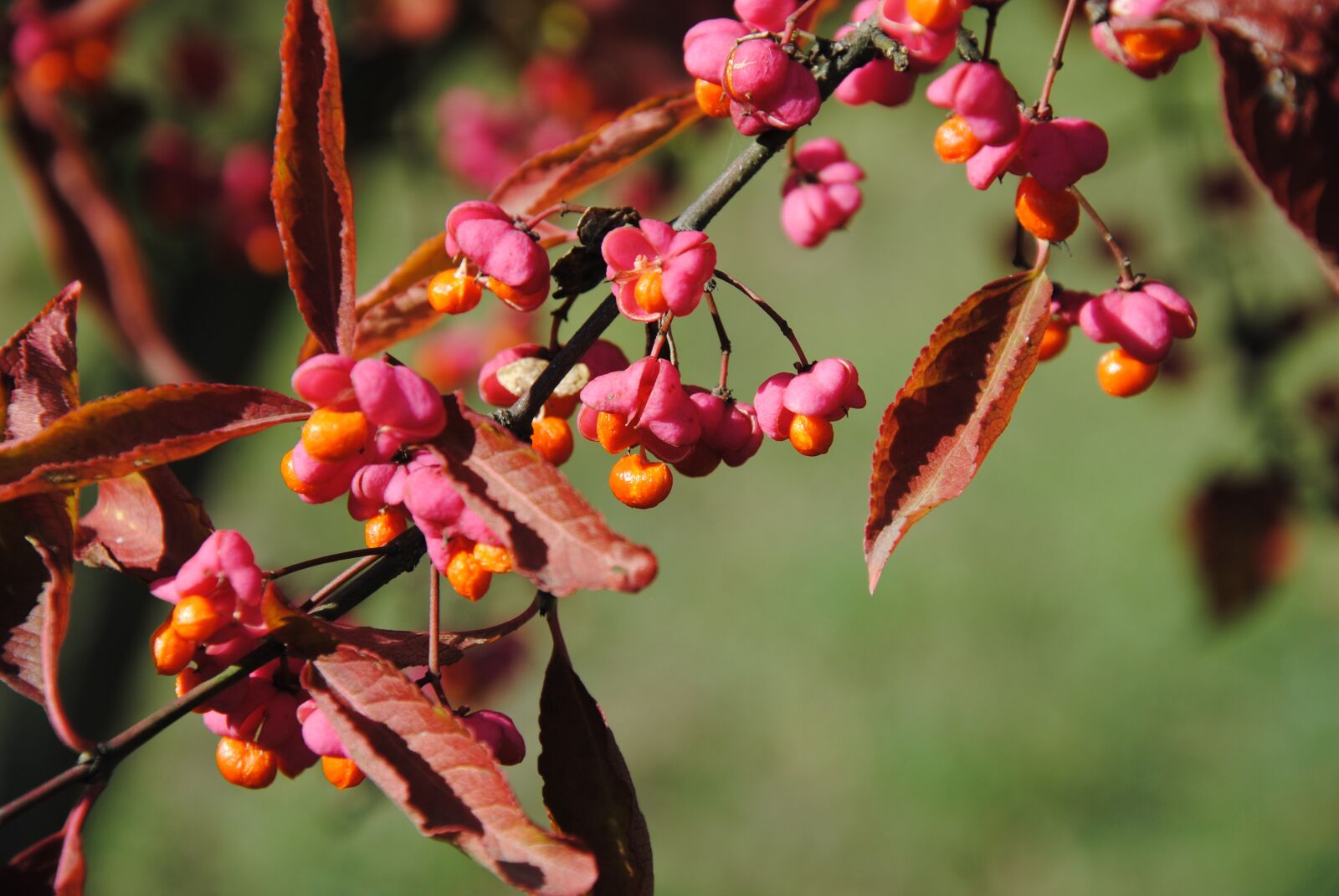 Nikon D3000 sample photo. Color, autumn, nature photography
