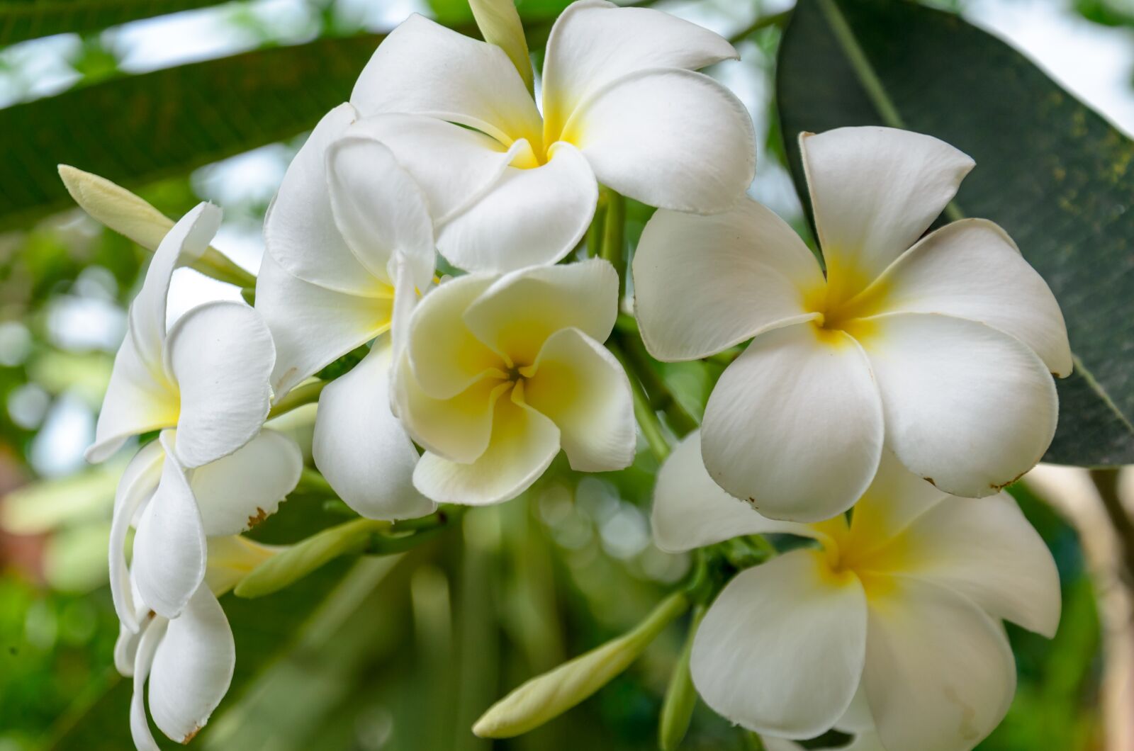 Nikon D5100 sample photo. Flower, white flowers, color photography