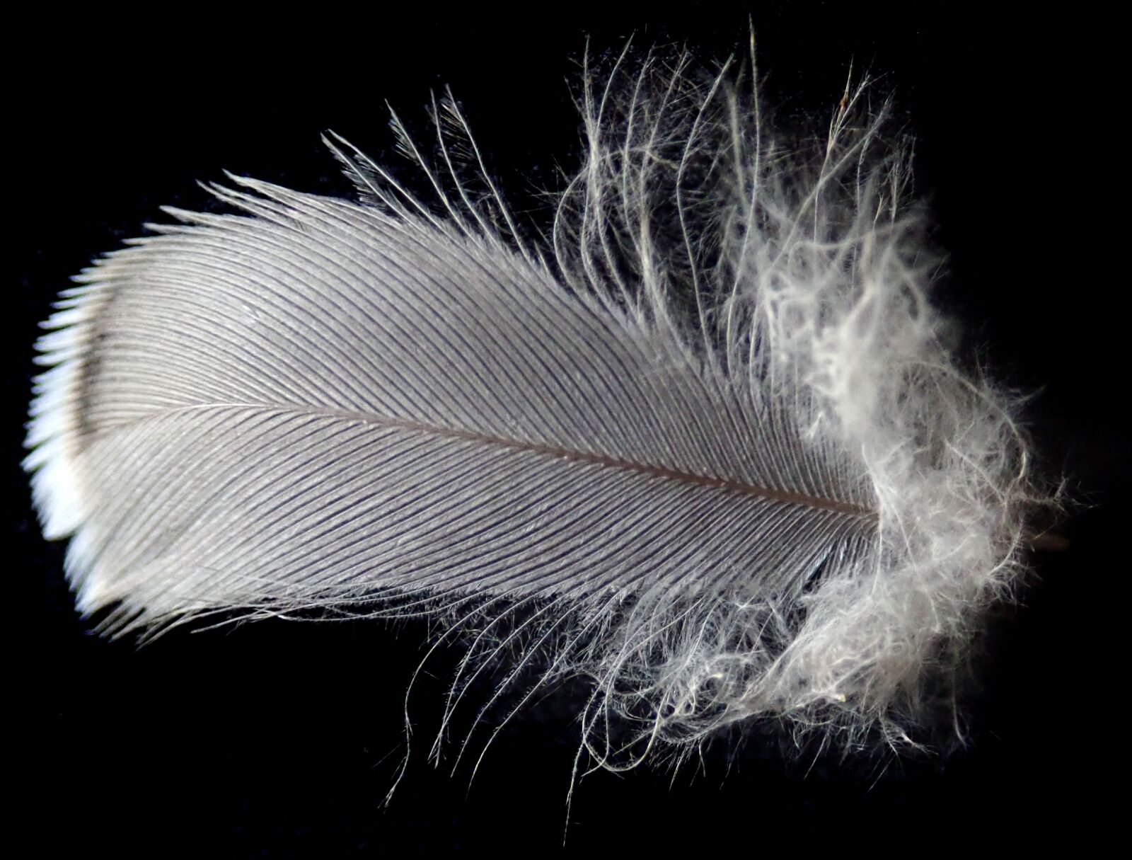 Olympus TG-5 sample photo. Feather, white, flight photography