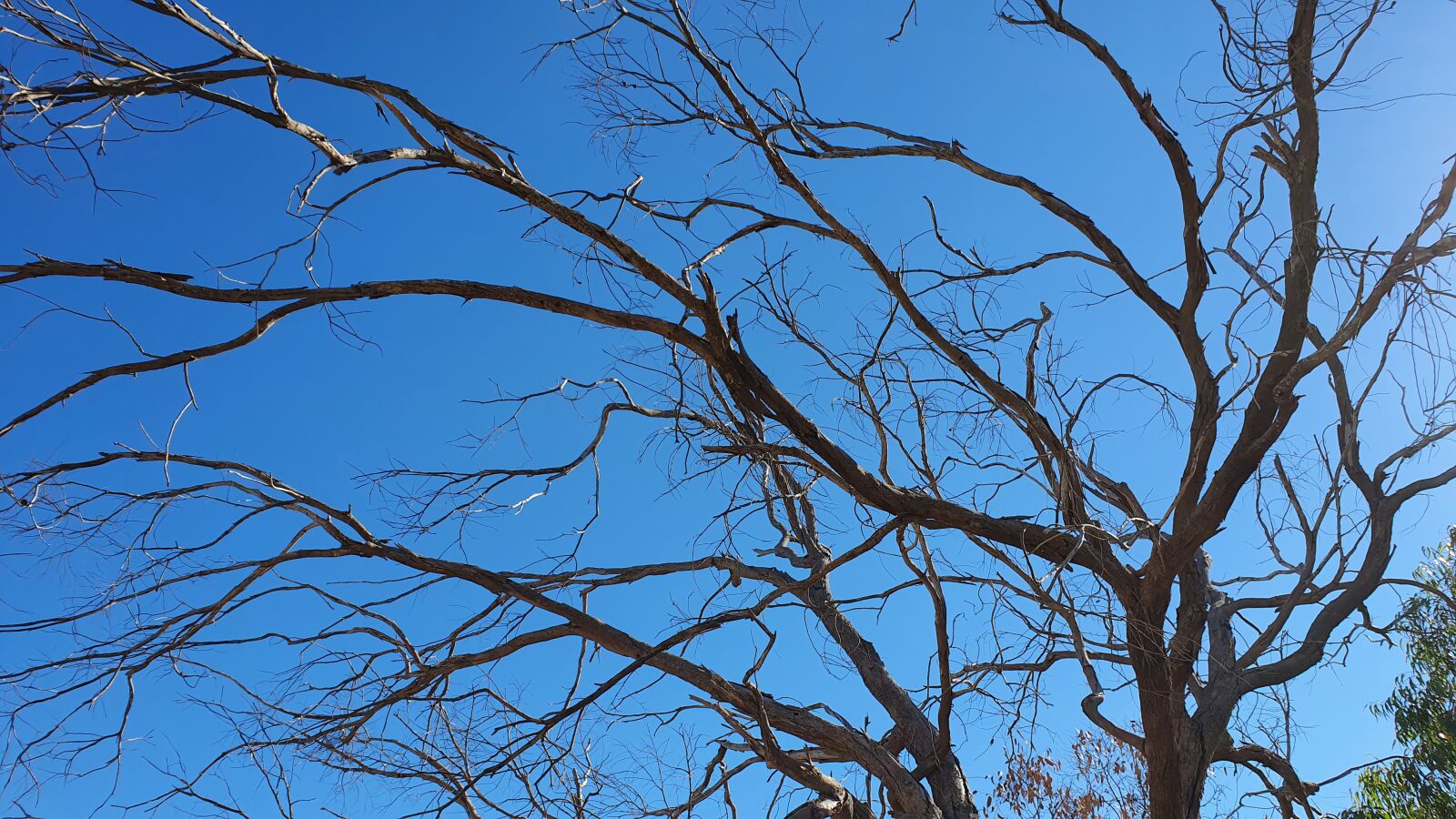 Samsung SM-G973F sample photo. Branches, gloomy, dark photography