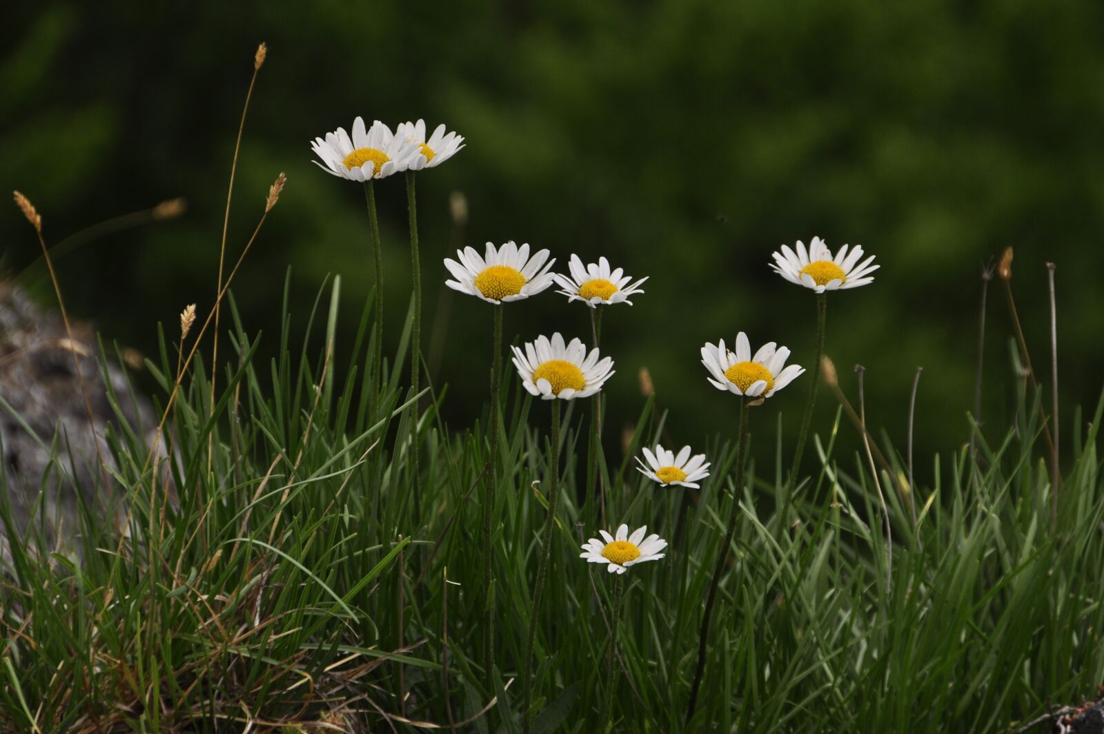 Nikon D90 sample photo. White flower, daisies, meadow photography