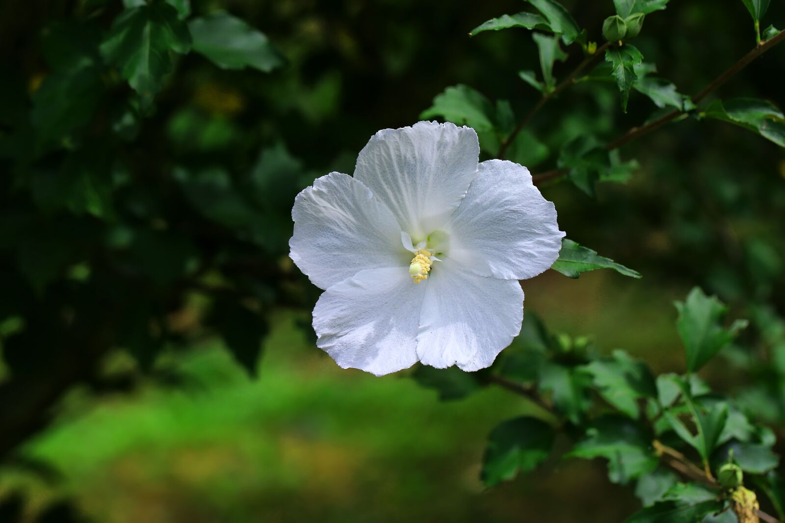 Canon EF 100mm F2.8L Macro IS USM sample photo. Flowers, rose of sharon photography