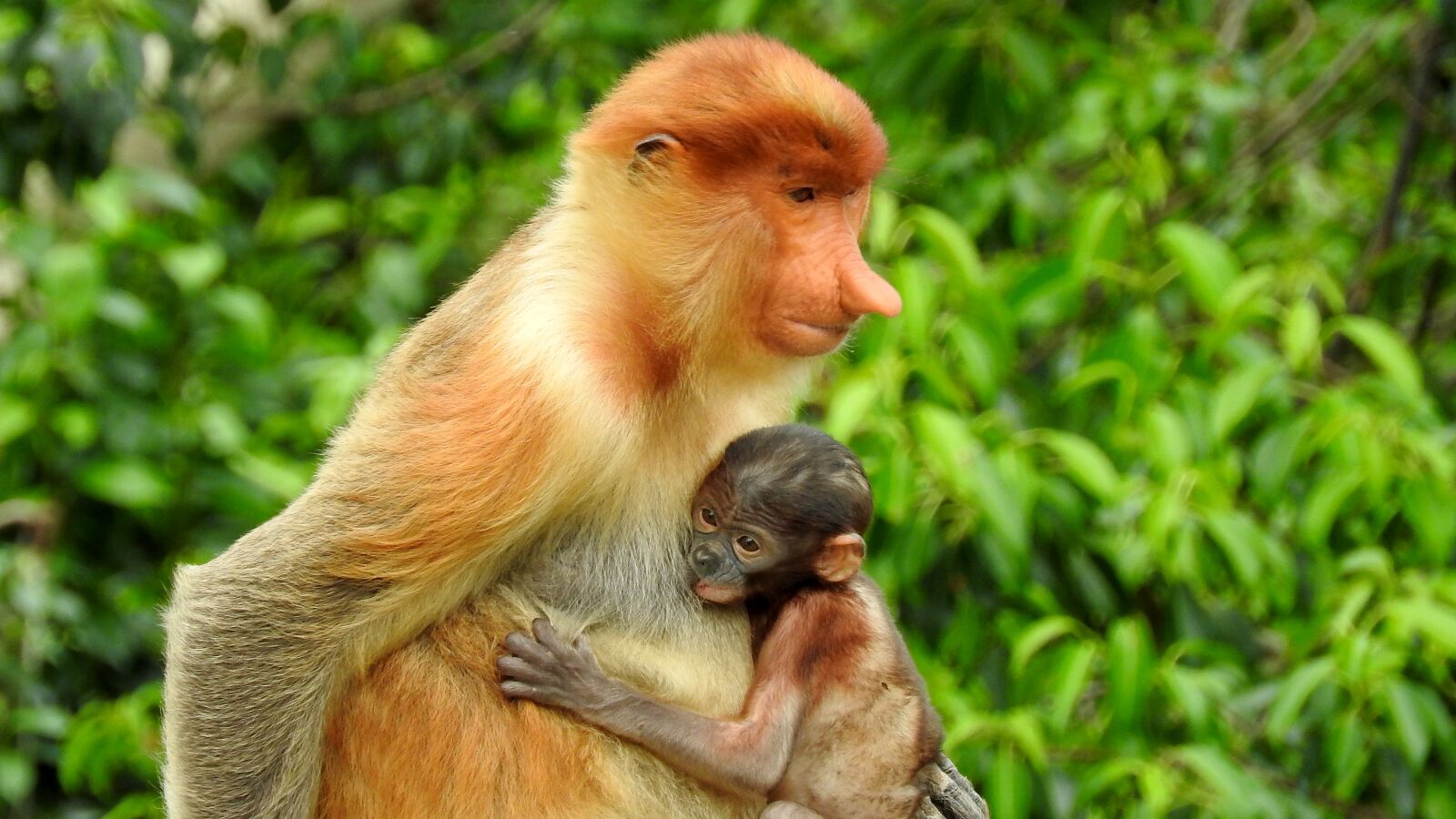 Nikon Coolpix P610 sample photo. Borneo, sepilok, proboscis monkey photography