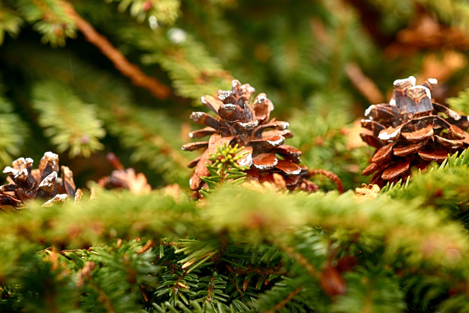 Canon EOS 7D Mark II sample photo. Nature, tree, season photography