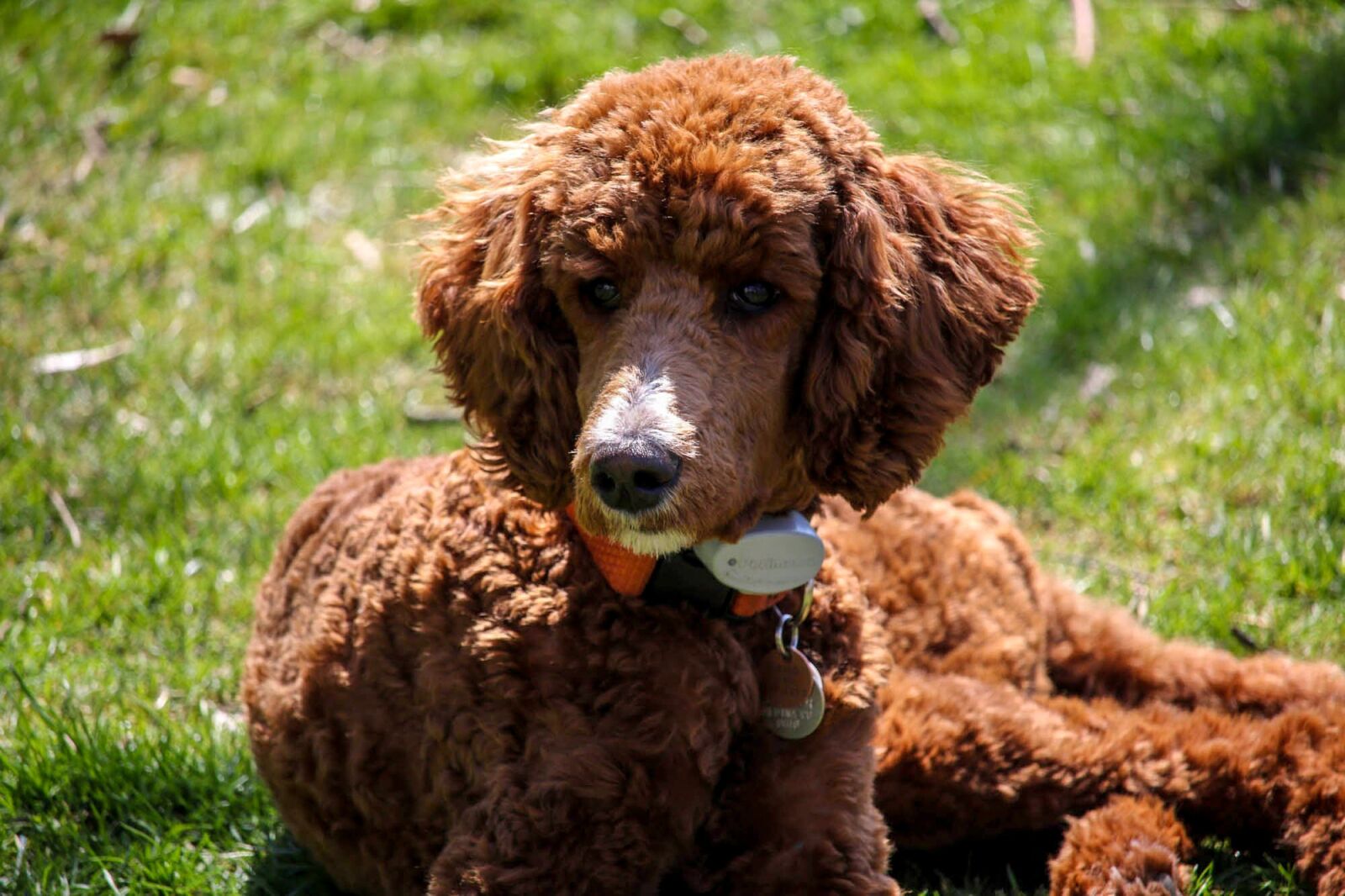 Canon EOS 70D + Canon EF-S 55-250mm F4-5.6 IS STM sample photo. Standard poodle, puppy, brown photography