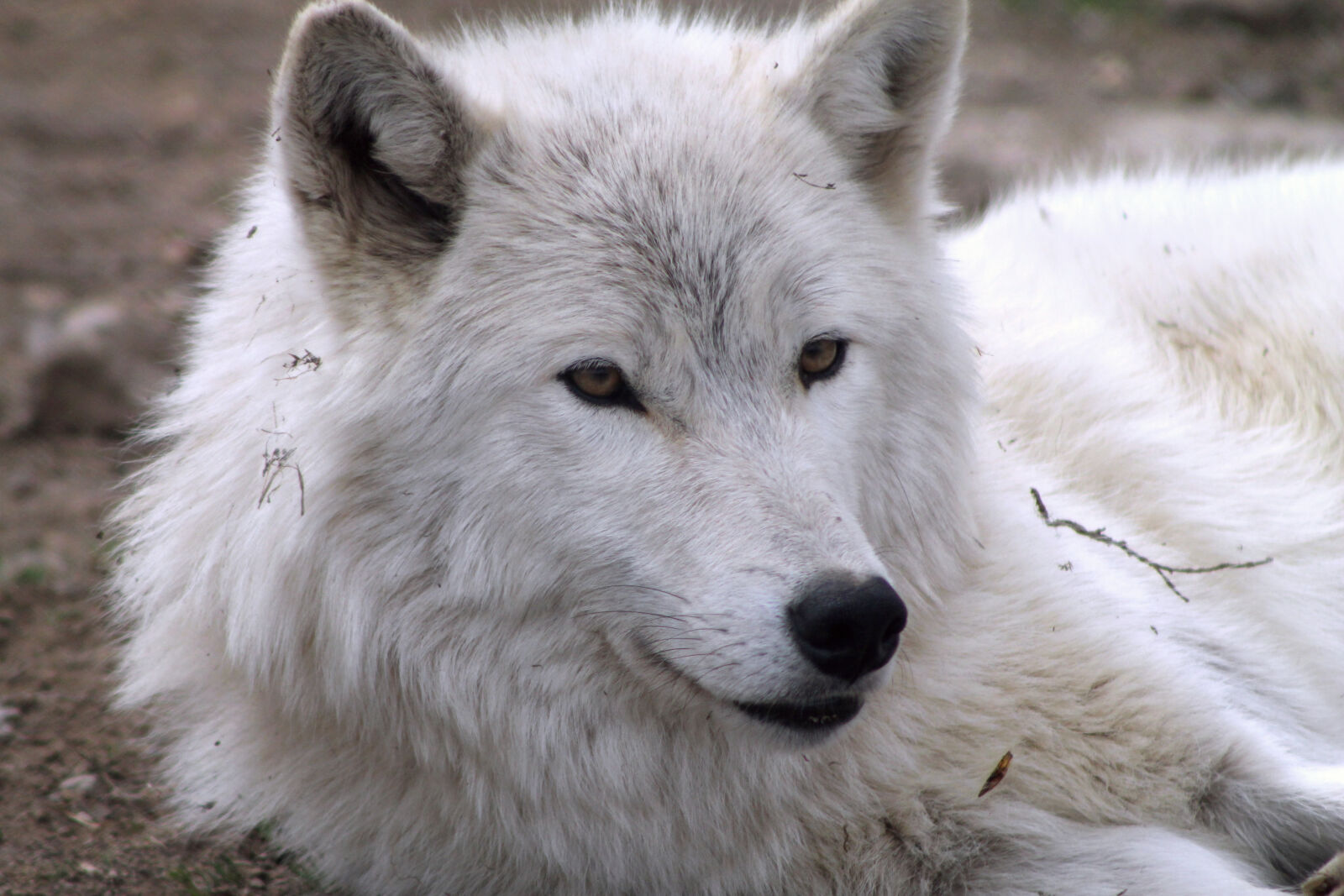 Canon EOS 1100D (EOS Rebel T3 / EOS Kiss X50) sample photo. Arctic, wolf, white, wolf photography