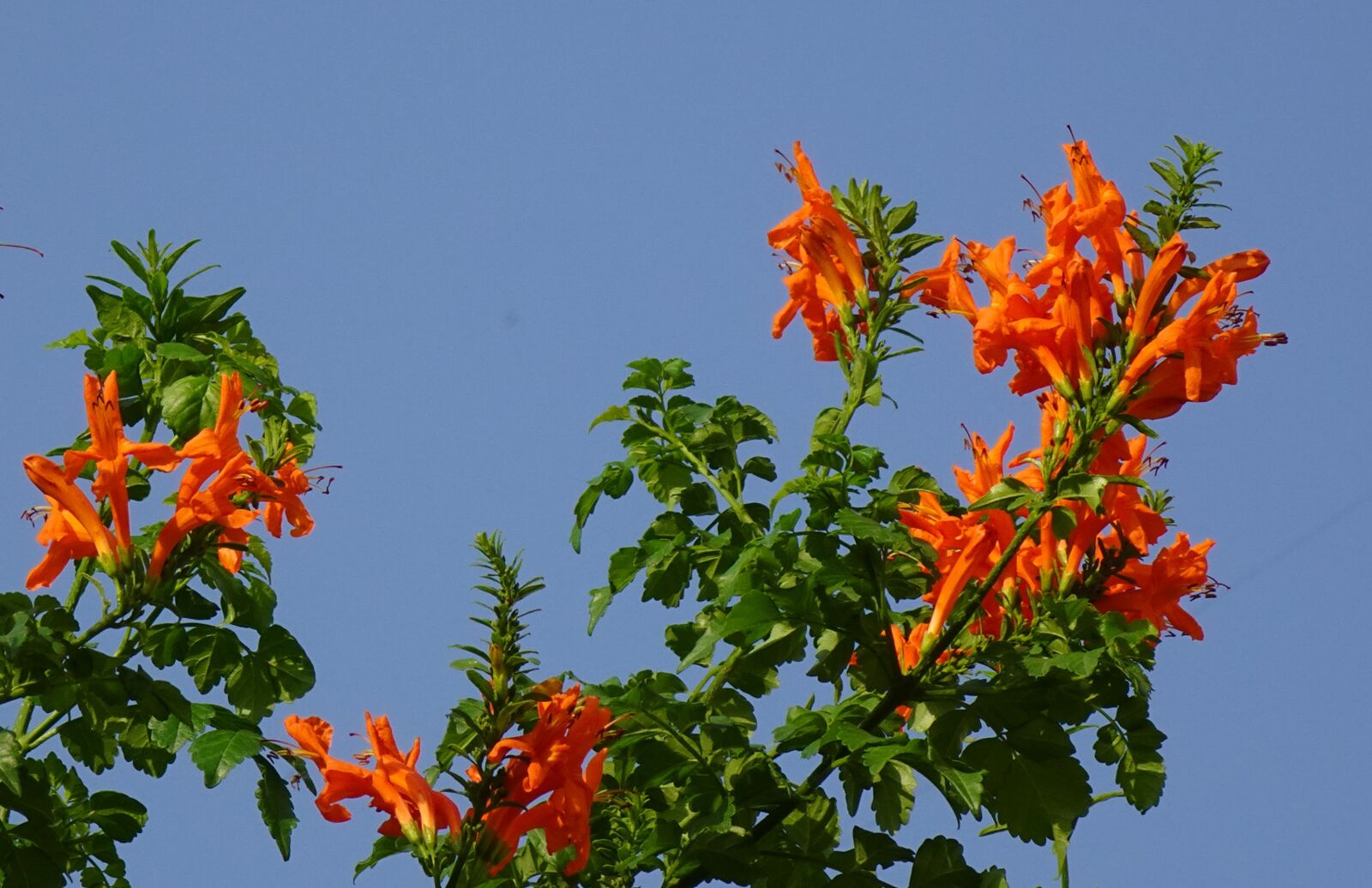 Sony DSC-WX800 sample photo. Flower, tecoma capensis cape photography