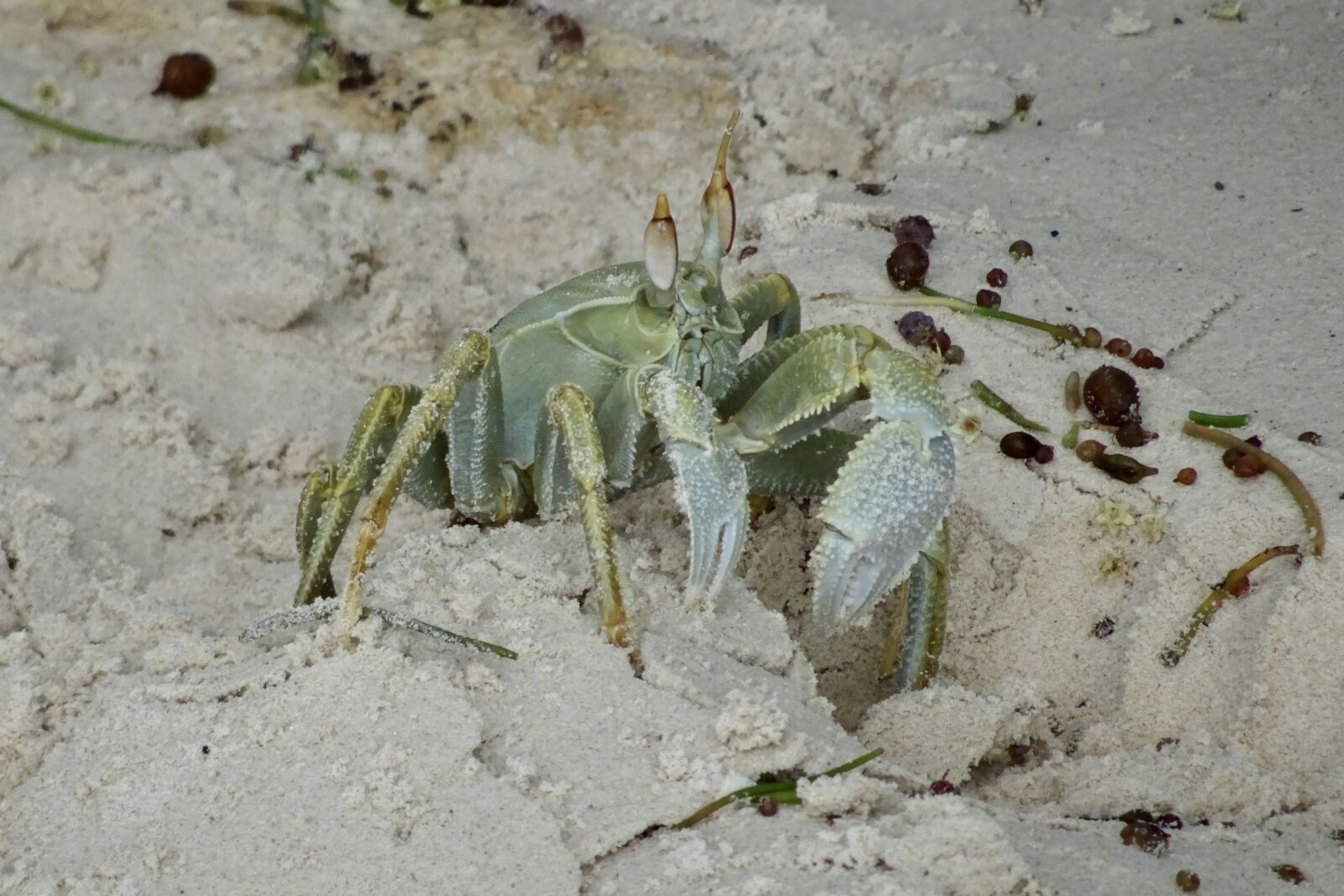 Sony Cyber-shot DSC-HX90V sample photo. Crab, green crab, beach photography