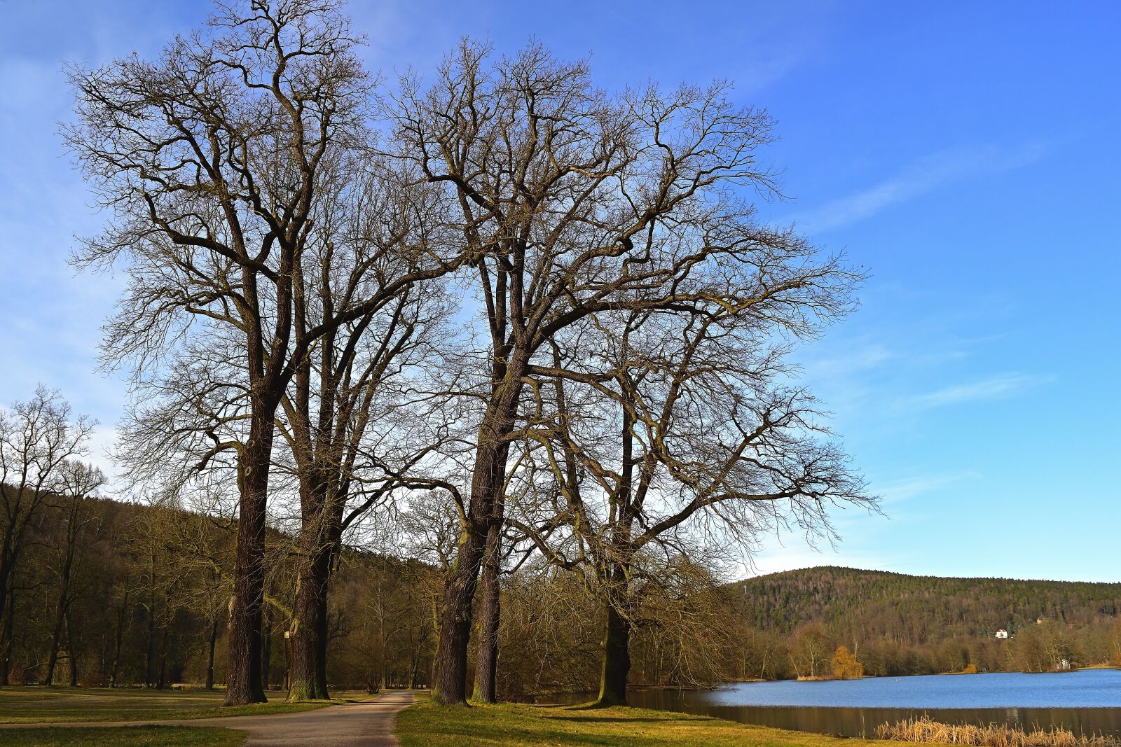 Nikon D5600 sample photo. Nature, park, lake photography