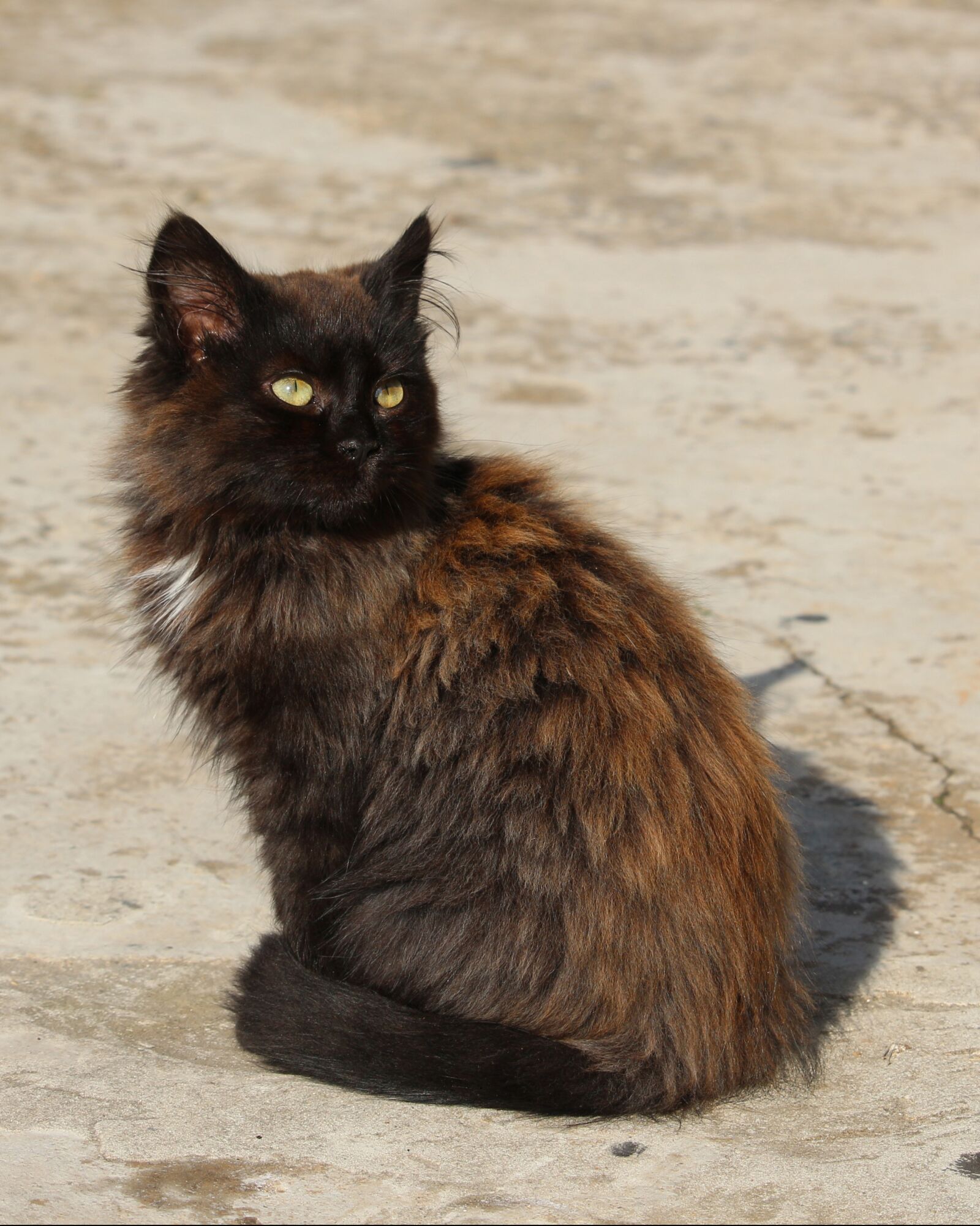 Canon EOS 700D (EOS Rebel T5i / EOS Kiss X7i) sample photo. Cat, domestic cat, kitten photography