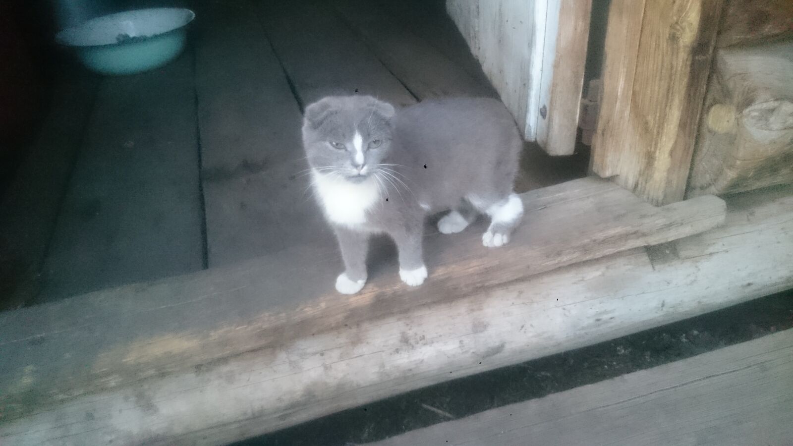 Sony Xperia Z1 sample photo. Cat, nature, garden photography