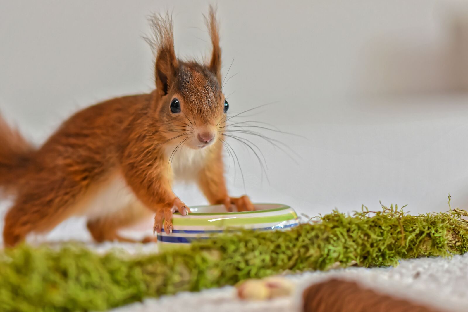 Nikon D7200 sample photo. Squirrel, young animal, small photography