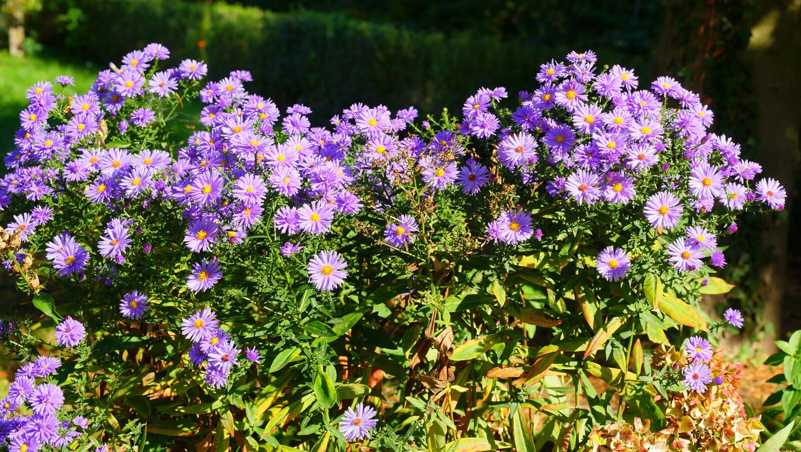 Sony a99 II + Minolta AF 50mm F1.4 [New] sample photo. Flowers, autumn, asters photography