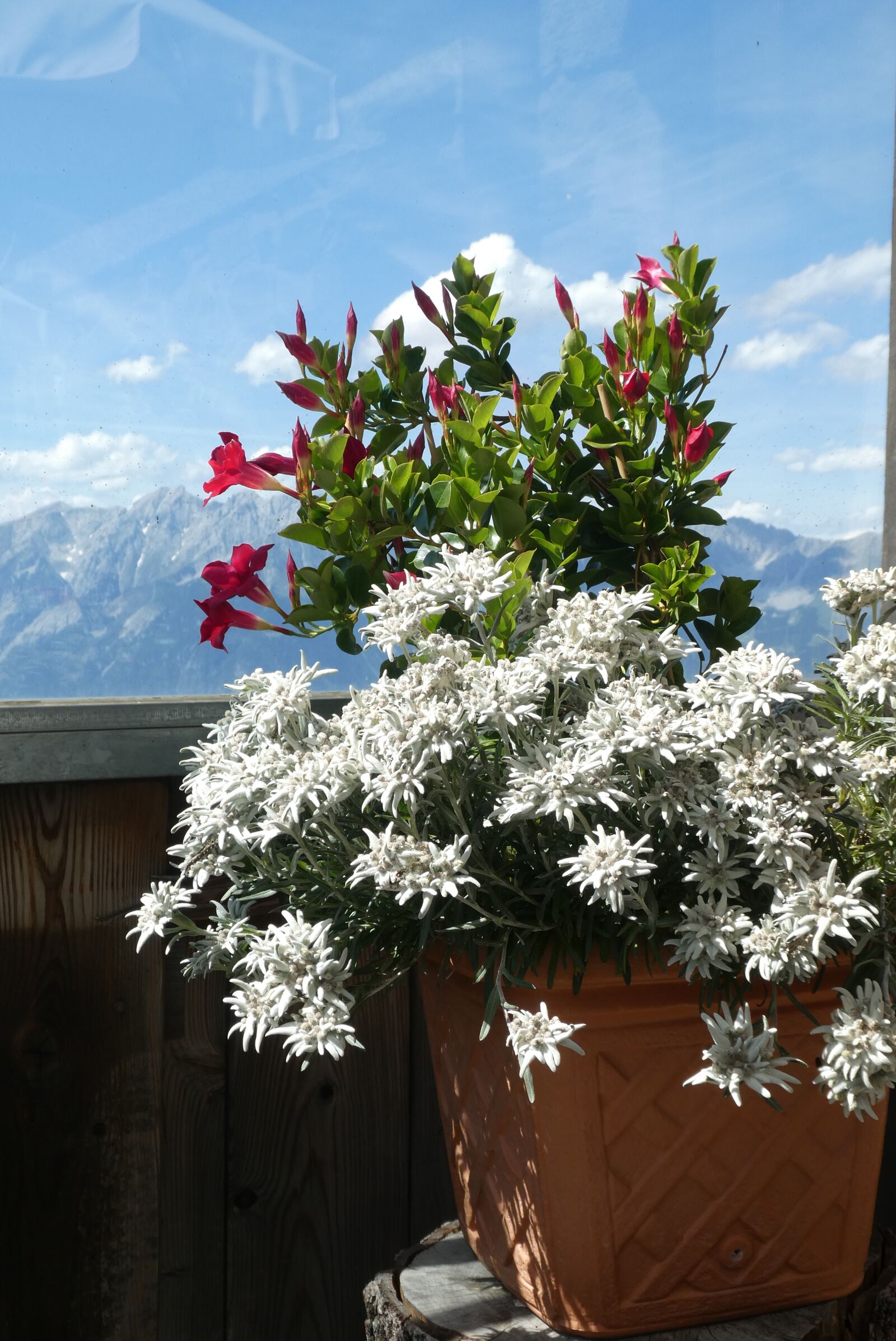 Panasonic Lumix DC-ZS70 (Lumix DC-TZ90) sample photo. Edelweiss, flowers, alpine flowers photography
