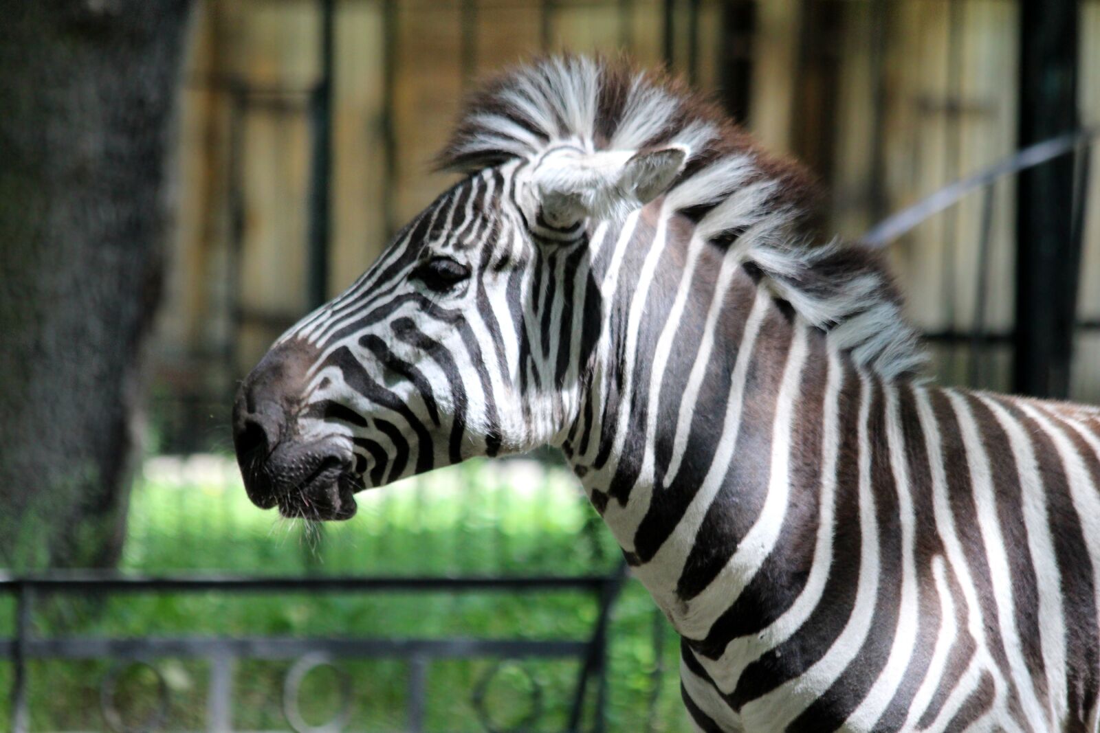 Canon EOS 650D (EOS Rebel T4i / EOS Kiss X6i) sample photo. Zebra, animal, equine photography