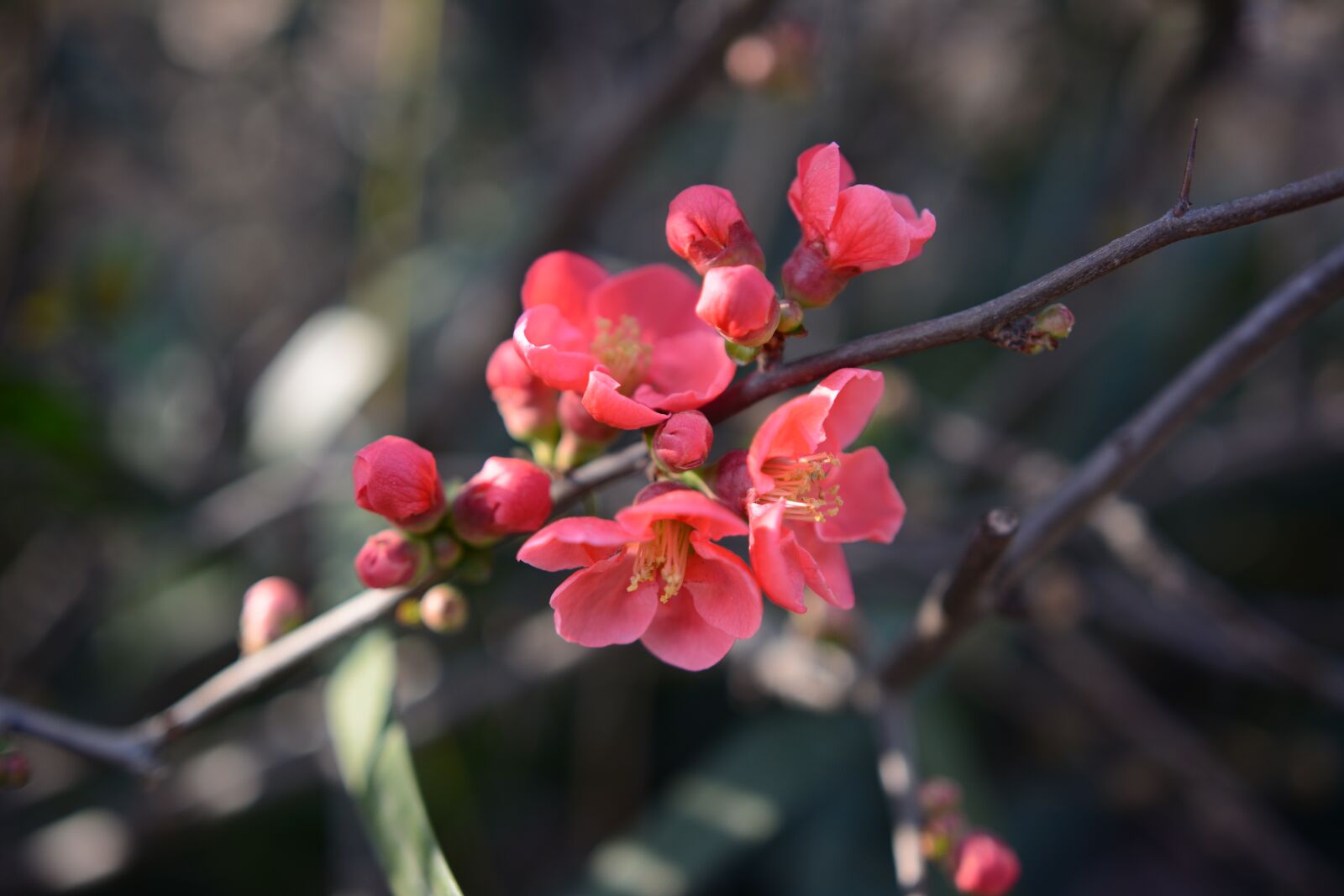 Nikon D7100 sample photo. Flower, the scenery, plant photography
